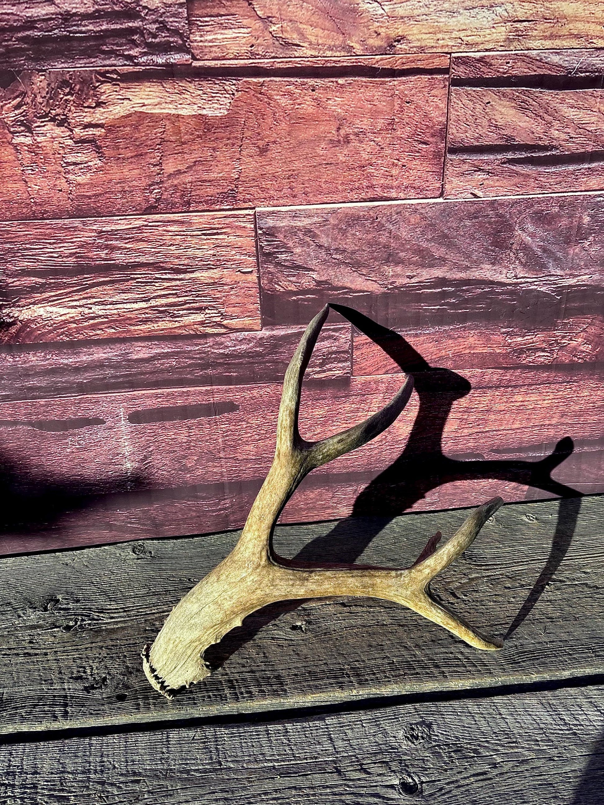 Large Mule deer Antler. Heavy Mass. Saskatchewan Mule deer. Rustic decor, centrepiece, crafting and more!