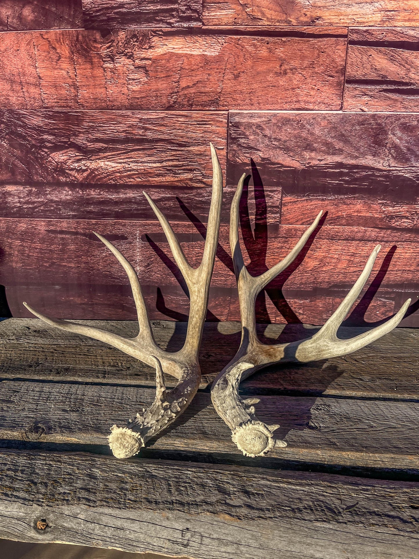 Mule Deer Antlers. Matching Antler Set. Rustic & Farmhouse Decor, Interior Design, and more!