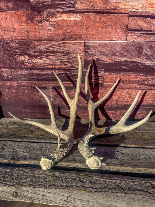 Mule Deer Antlers. Matching Antler Set. Rustic & Farmhouse Decor, Interior Design, and more!