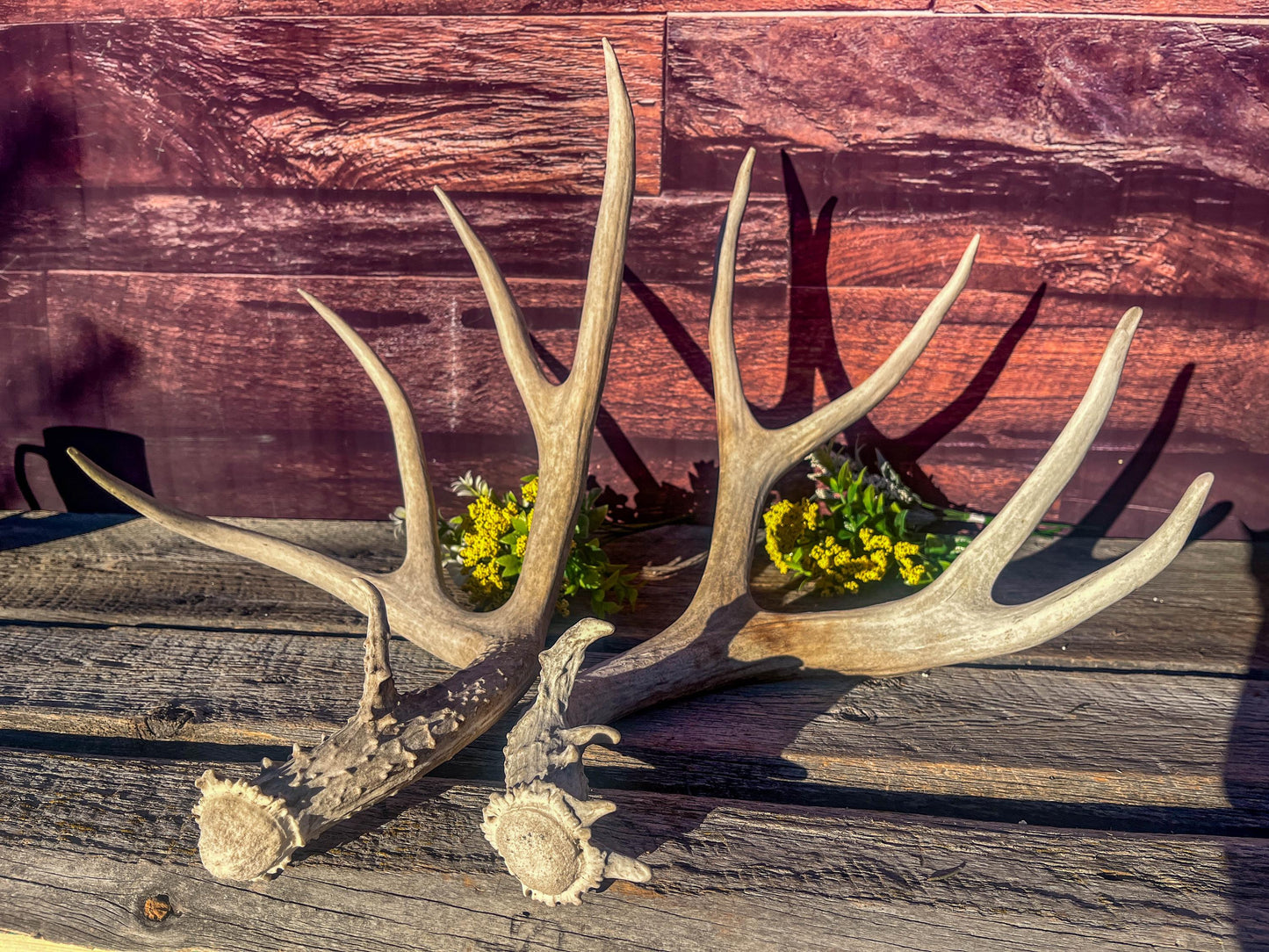 Mule Deer Antlers. Matching Antler Set. Rustic & Farmhouse Decor, Interior Design, and more!