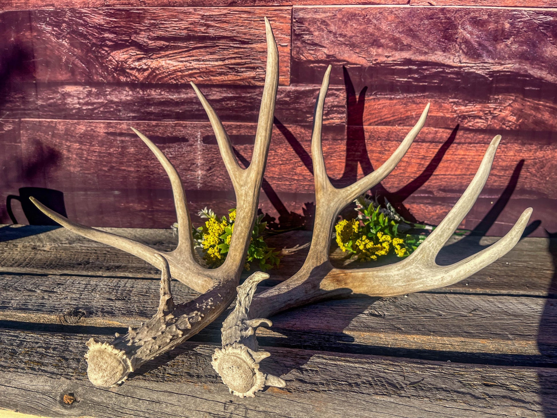 Mule Deer Antlers. Matching Antler Set. Rustic & Farmhouse Decor, Interior Design, and more!