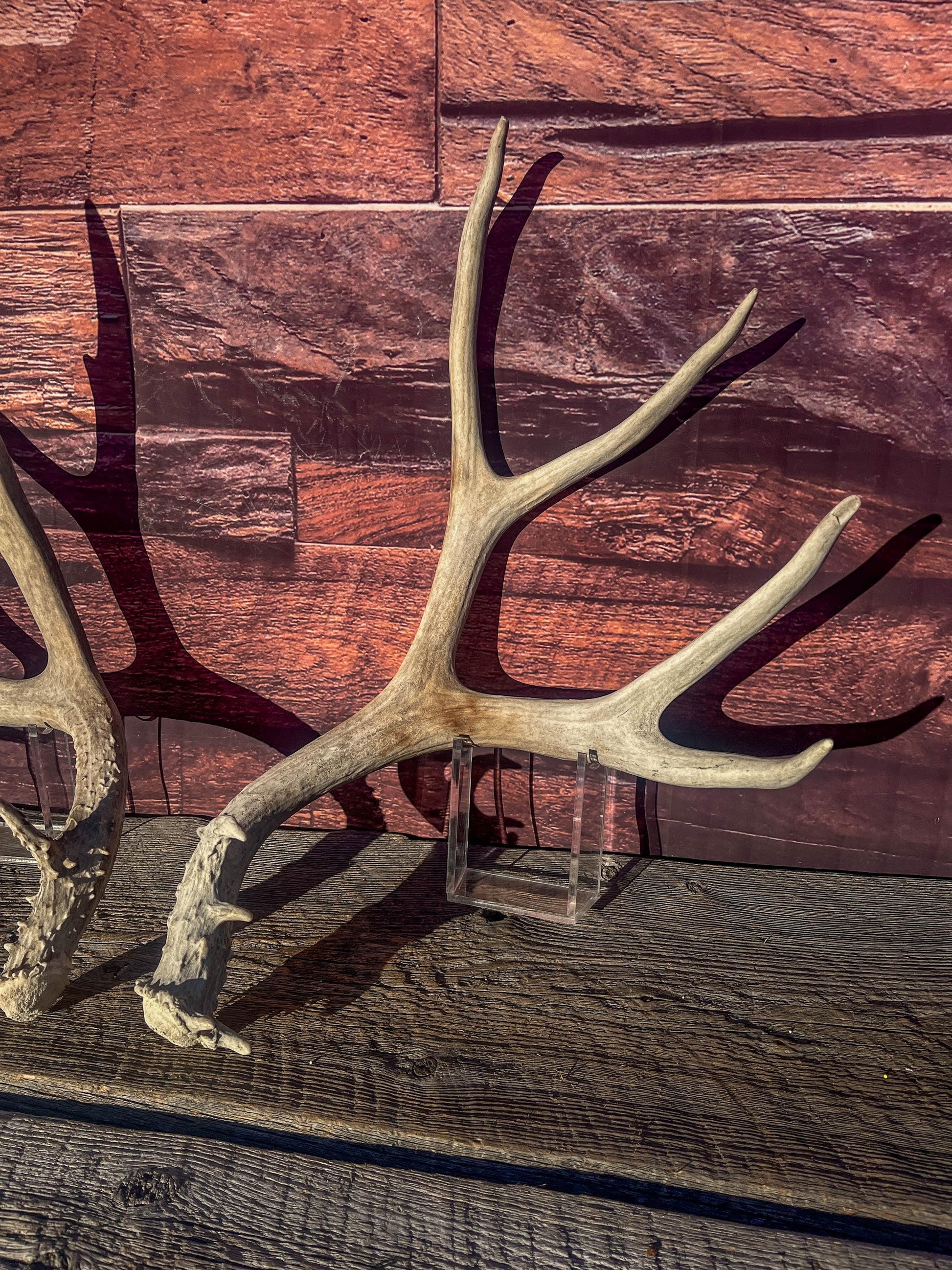 Mule Deer Antlers. Matching Antler Set. Rustic & Farmhouse Decor, Interior Design, and more!