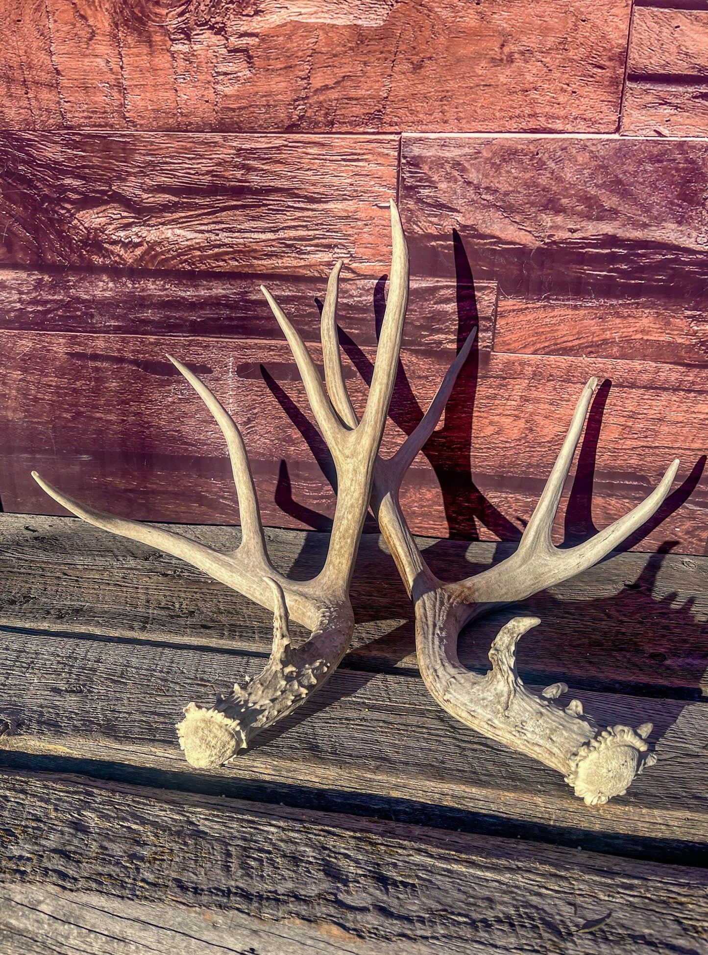 Mule Deer Antlers. Matching Antler Set. Rustic & Farmhouse Decor, Interior Design, and more!