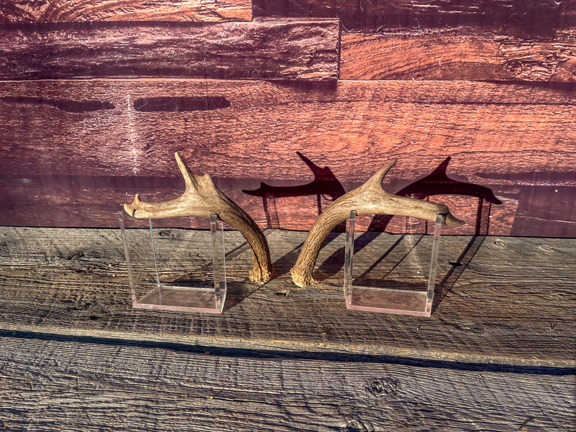 White-Tailed Deer Antlers. Small Fresh Matching Set. Decor, design, crafting and more!