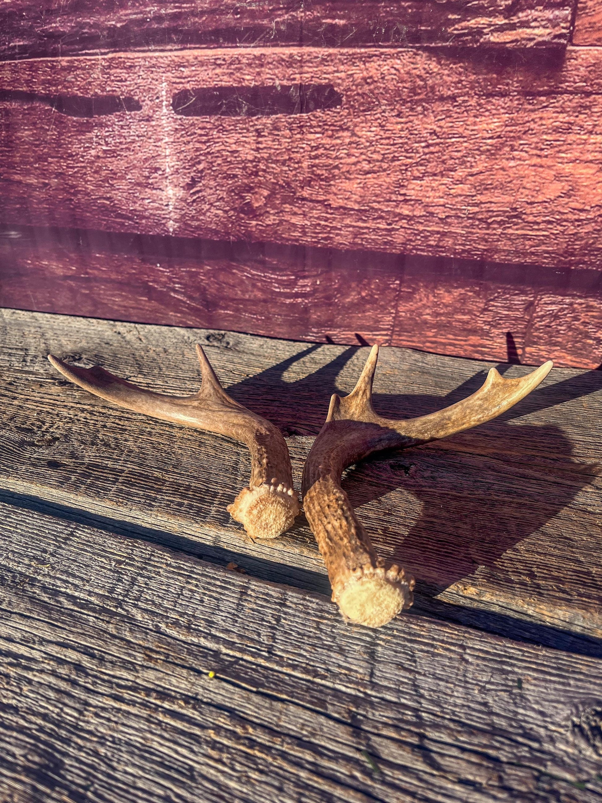 White-Tailed Deer Antlers. Small Fresh Matching Set. Decor, design, crafting and more!
