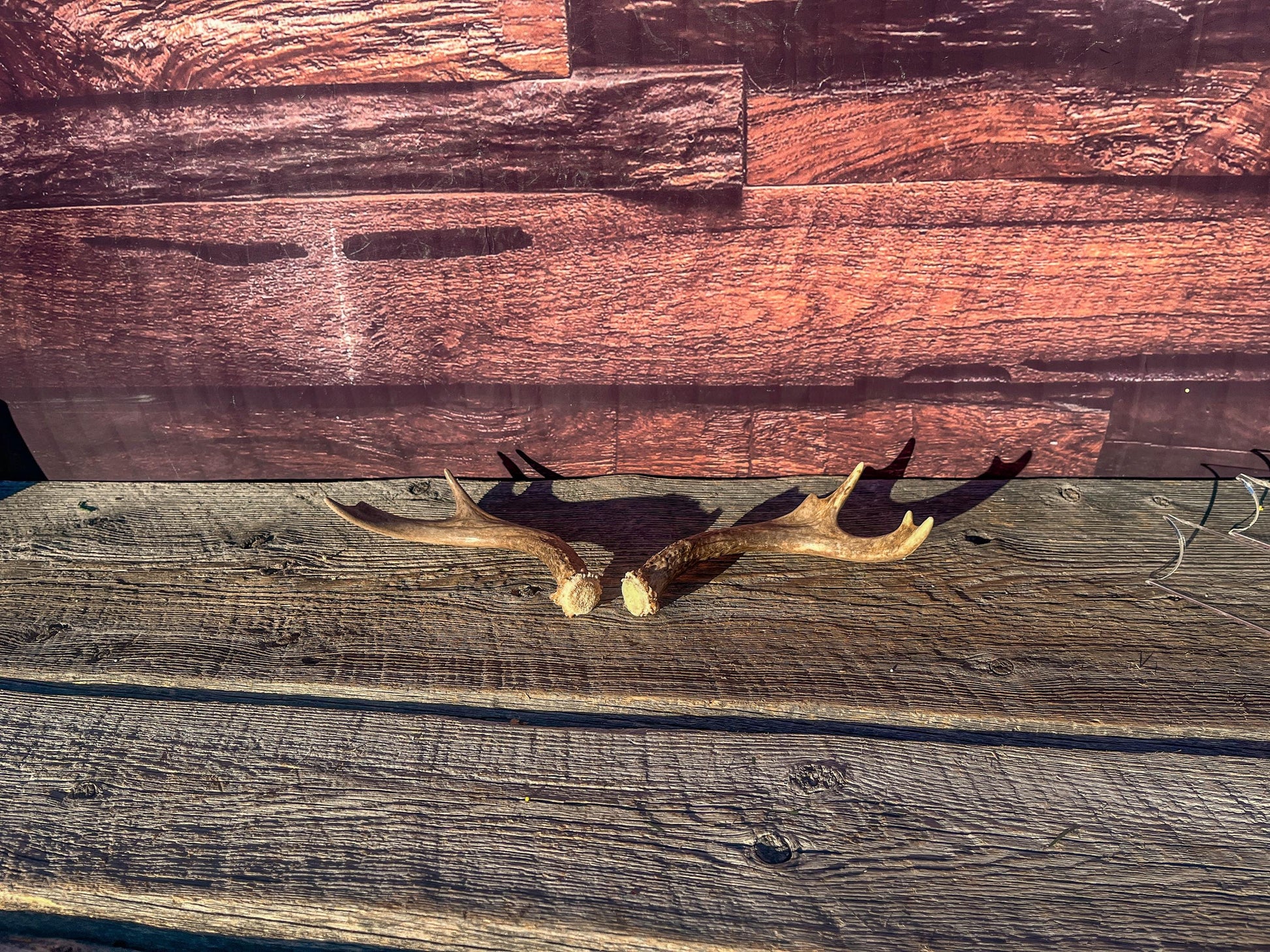 White-Tailed Deer Antlers. Small Fresh Matching Set. Decor, design, crafting and more!