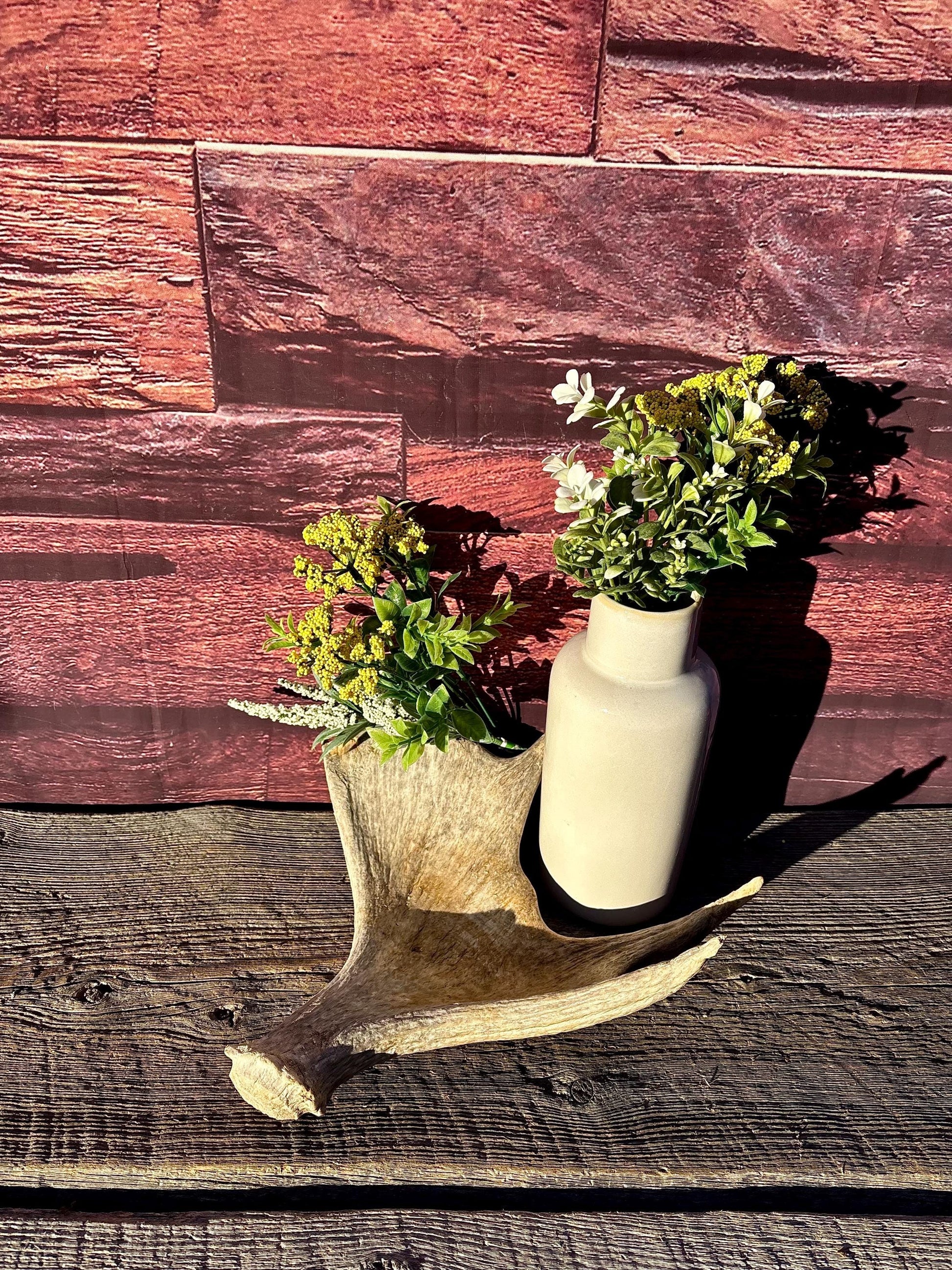 Old Moose Antler. For crafting, decor and more