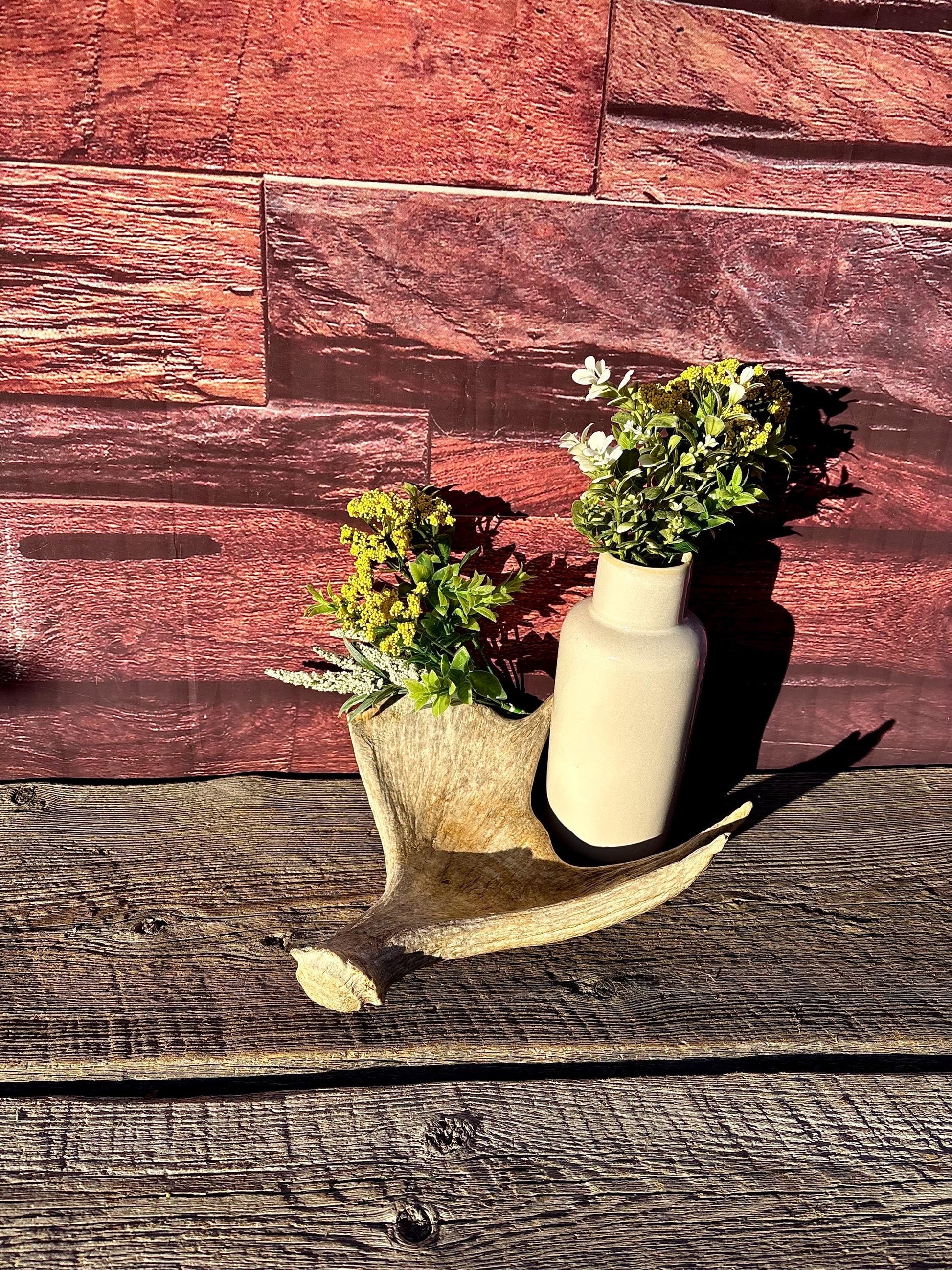 Old Moose Antler. For crafting, decor and more