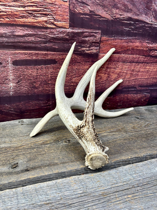 Wild, Droptine White-tailed Deer Antler - Perfect Display Antler. Self Standing.