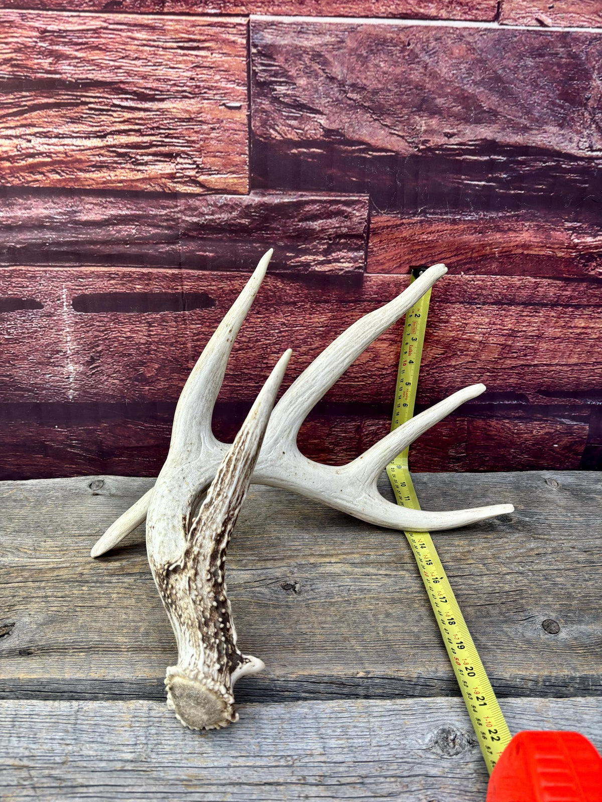 Wild, Droptine White-tailed Deer Antler - Perfect Display Antler. Self Standing.