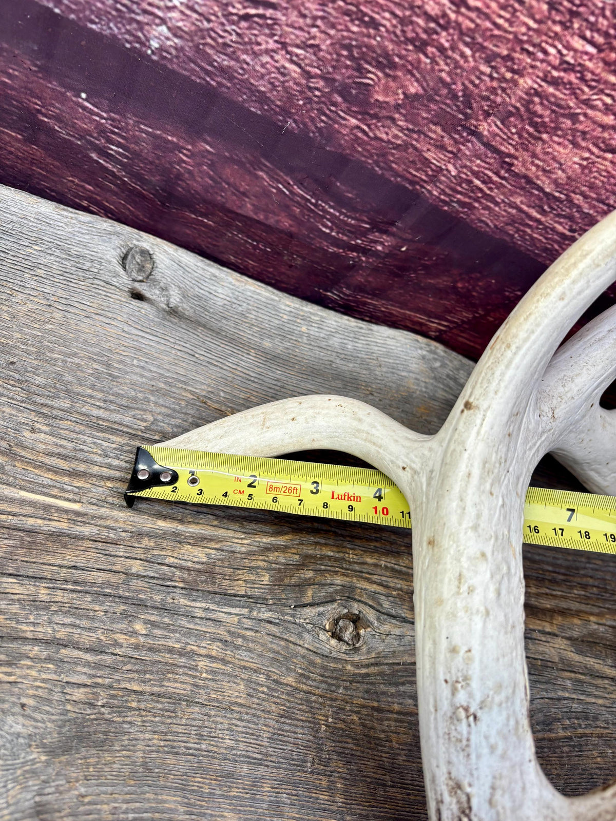 Wild, Droptine White-tailed Deer Antler - Perfect Display Antler. Self Standing.