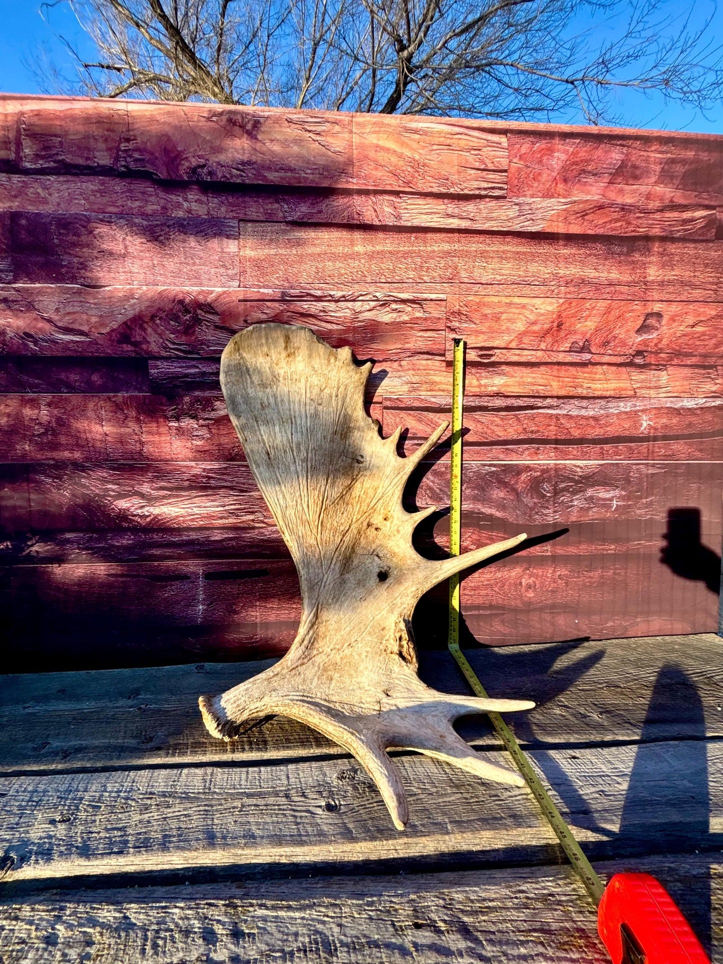 Huge Moose Antler. For Crafting, Decor and More.