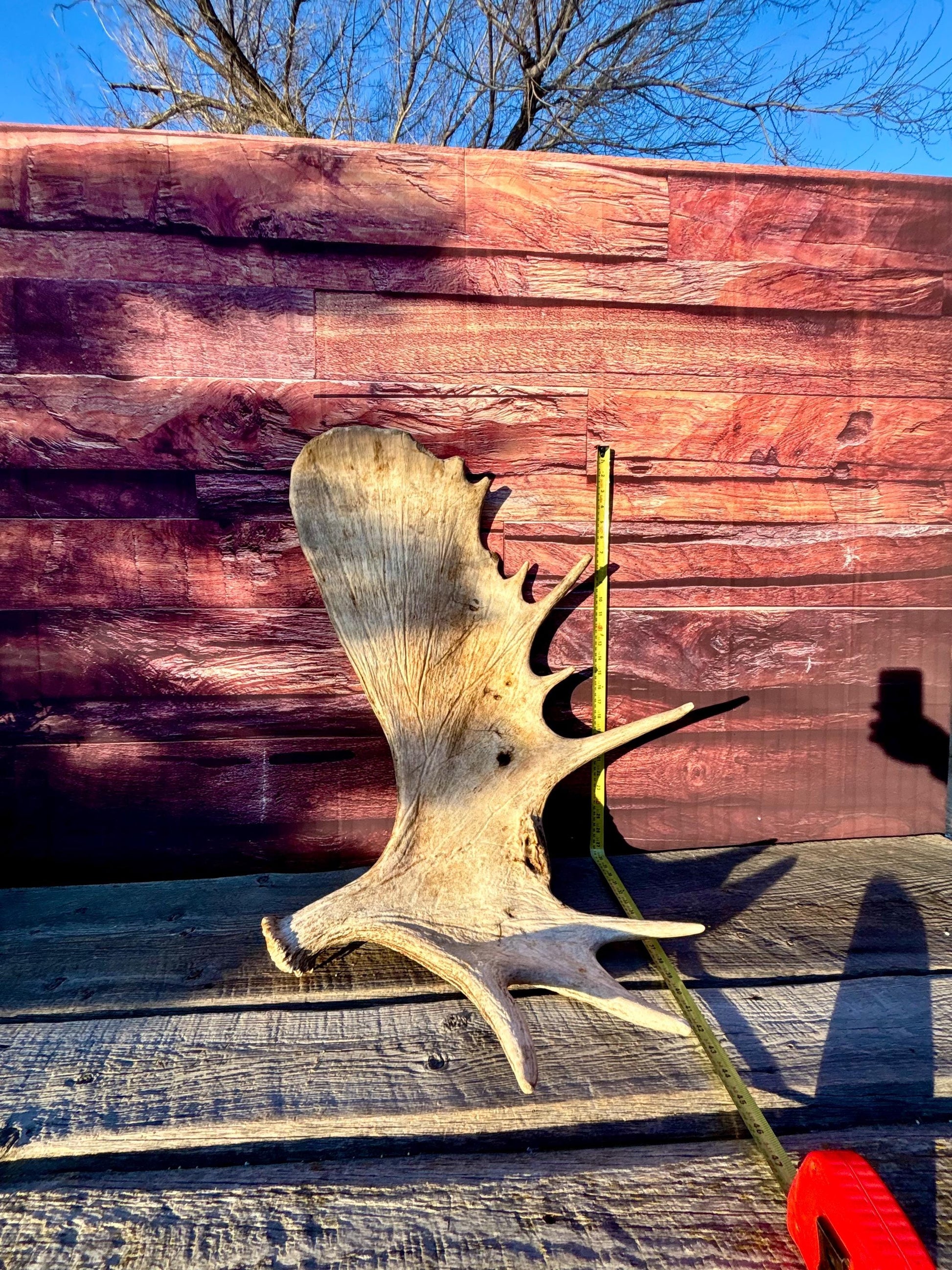 Huge Moose Antler. For Crafting, Decor and More.