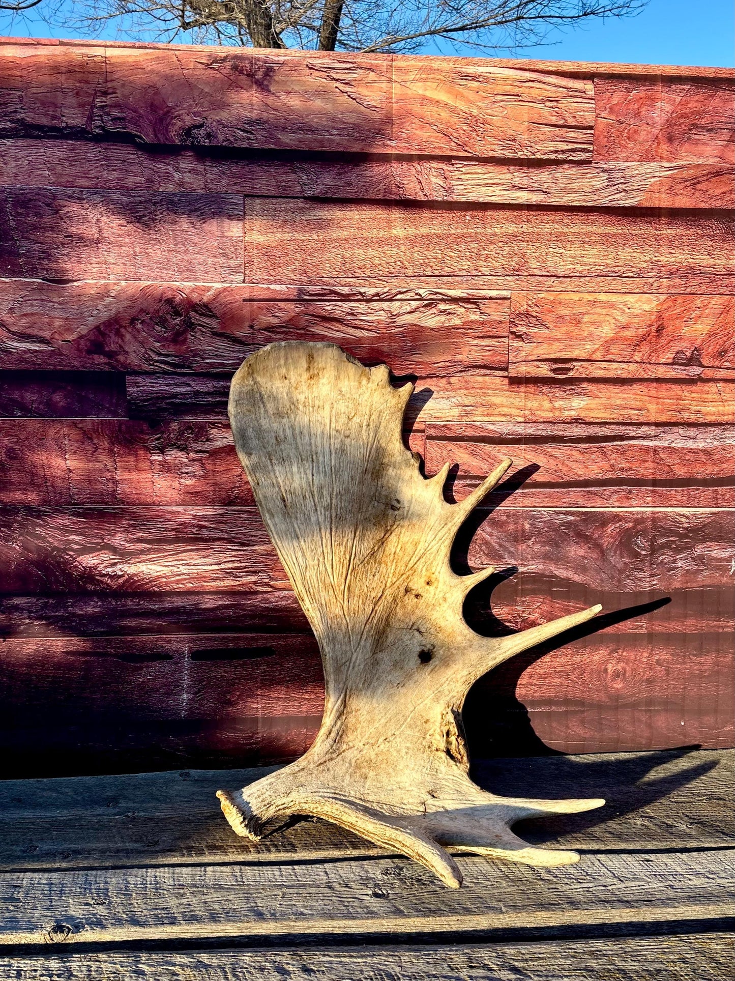 Huge Moose Antler. For Crafting, Decor and More.
