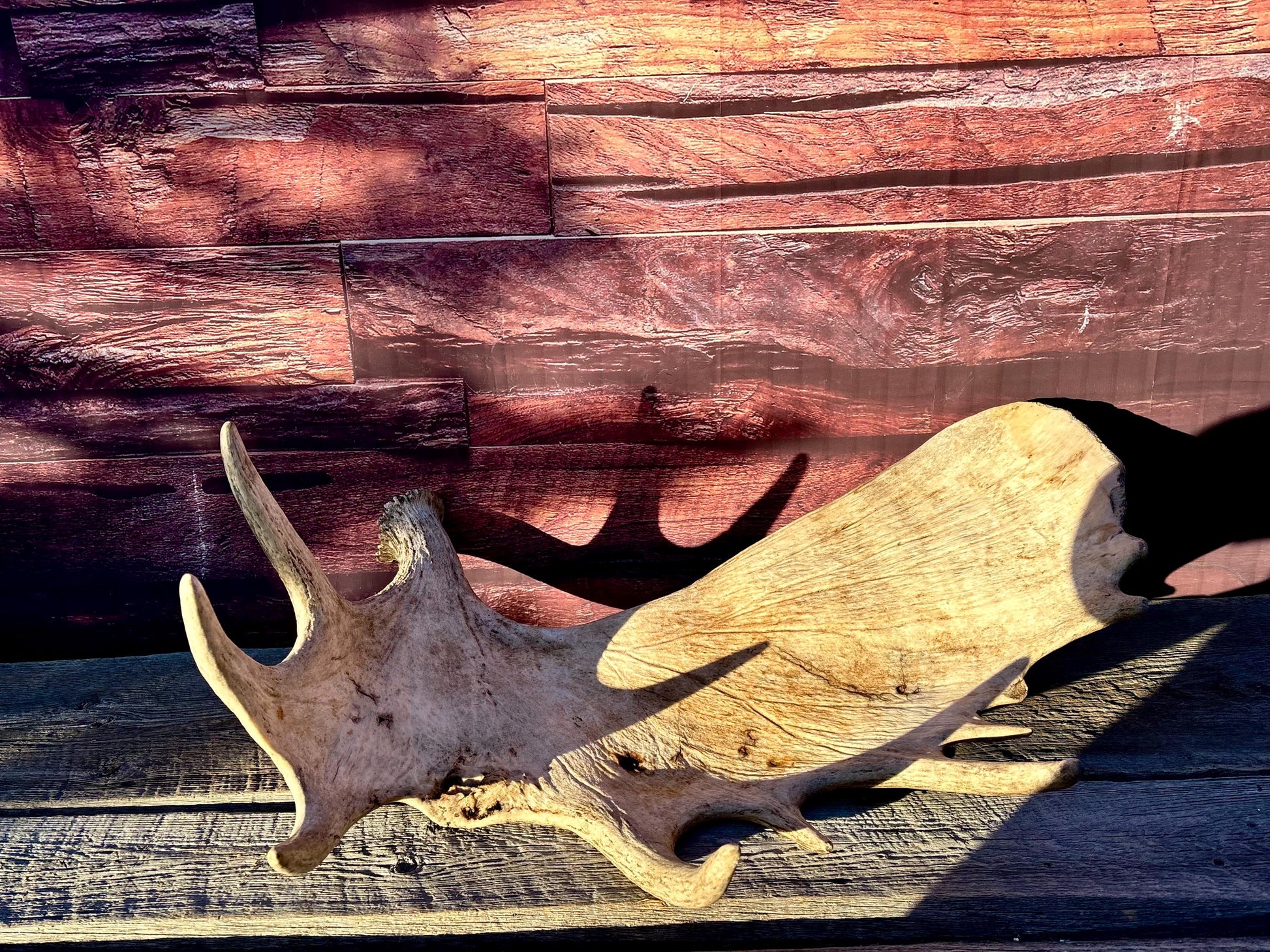 Huge Moose Antler. For Crafting, Decor and More.