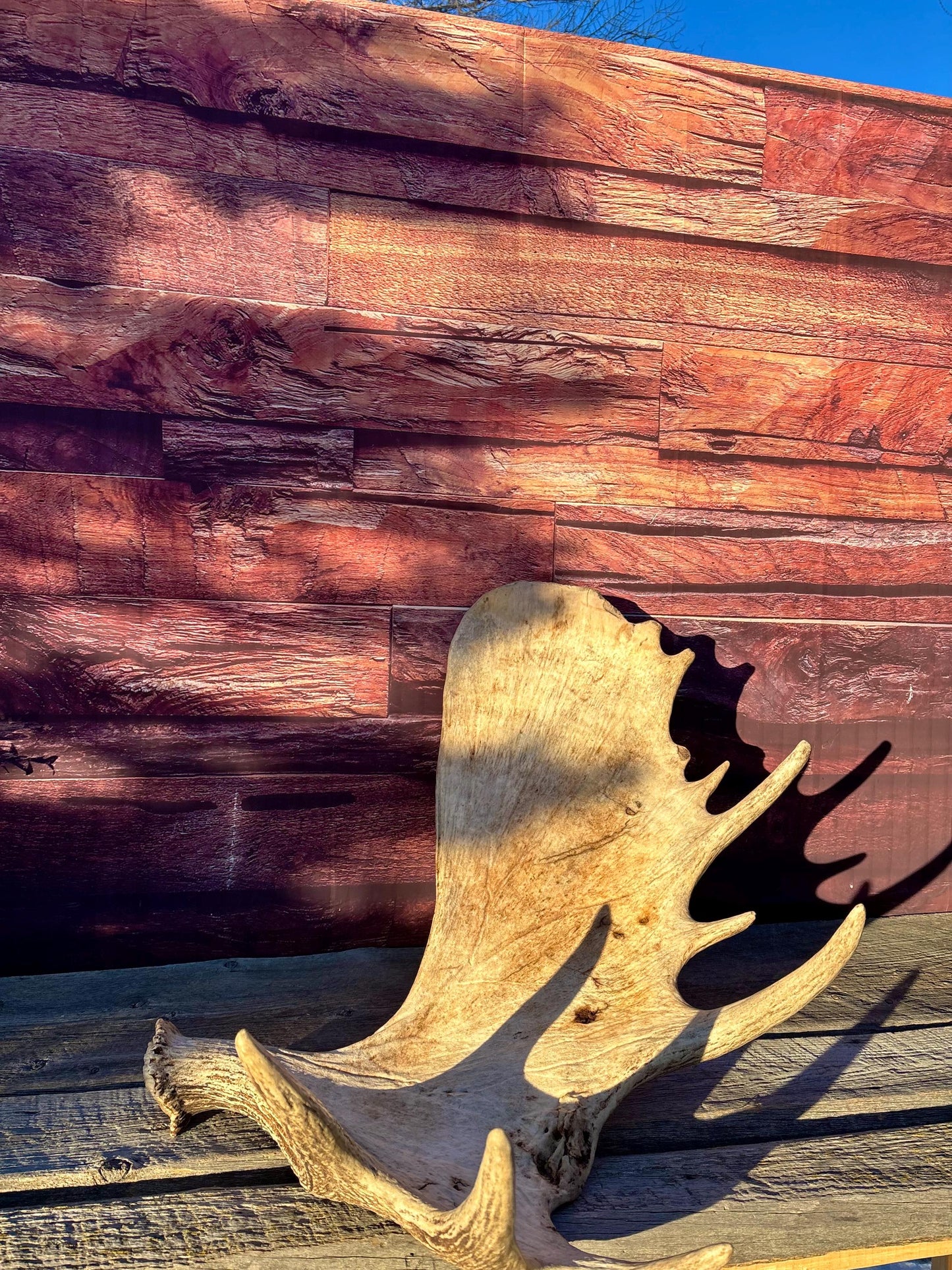 Huge Moose Antler. For Crafting, Decor and More.