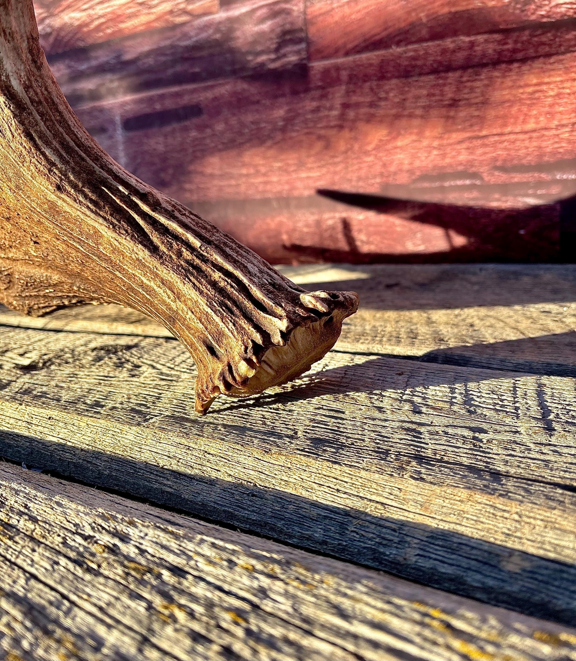 Huge Moose Antler. For Crafting, Decor and More.