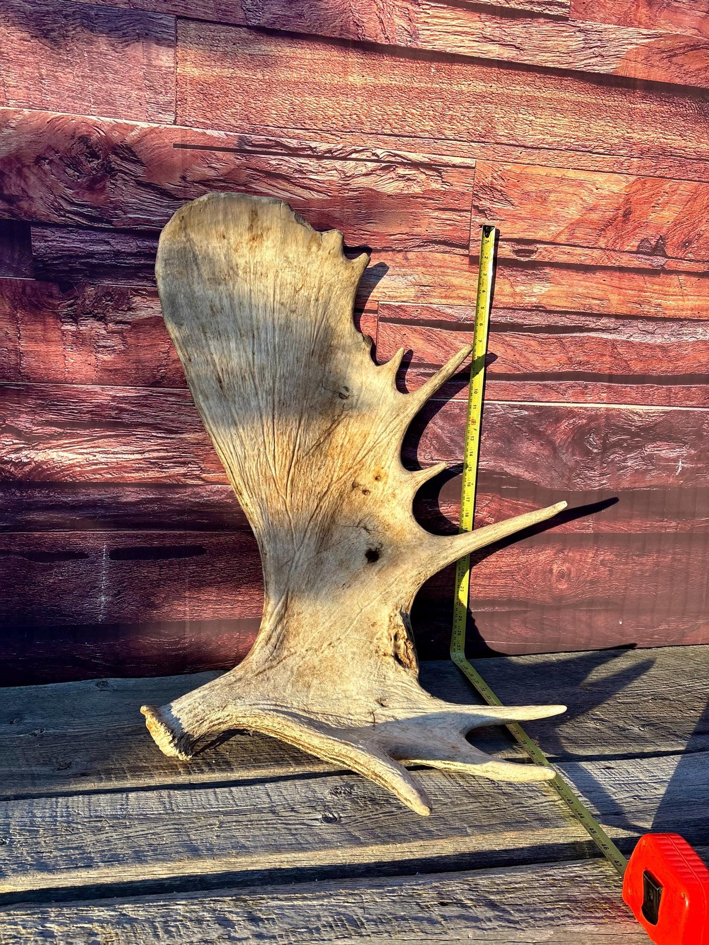 Huge Moose Antler. For Crafting, Decor and More.