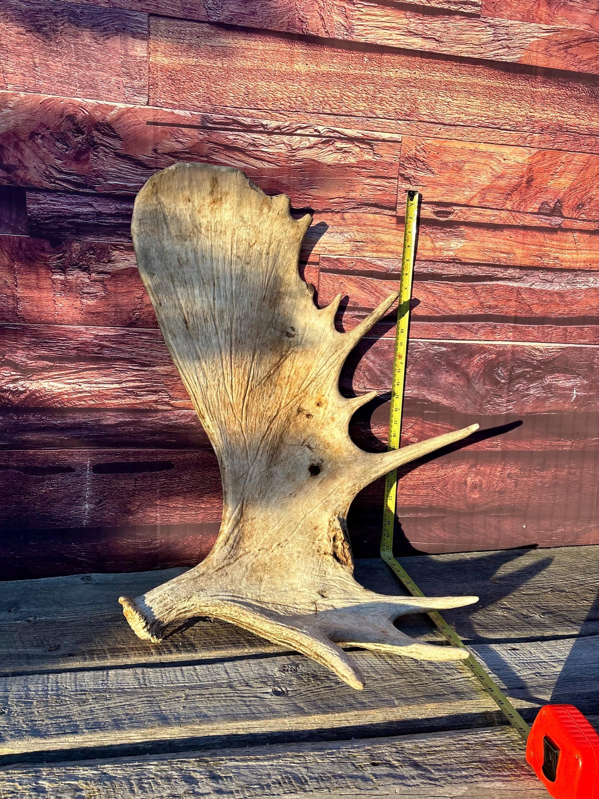 Huge Moose Antler. For Crafting, Decor and More.