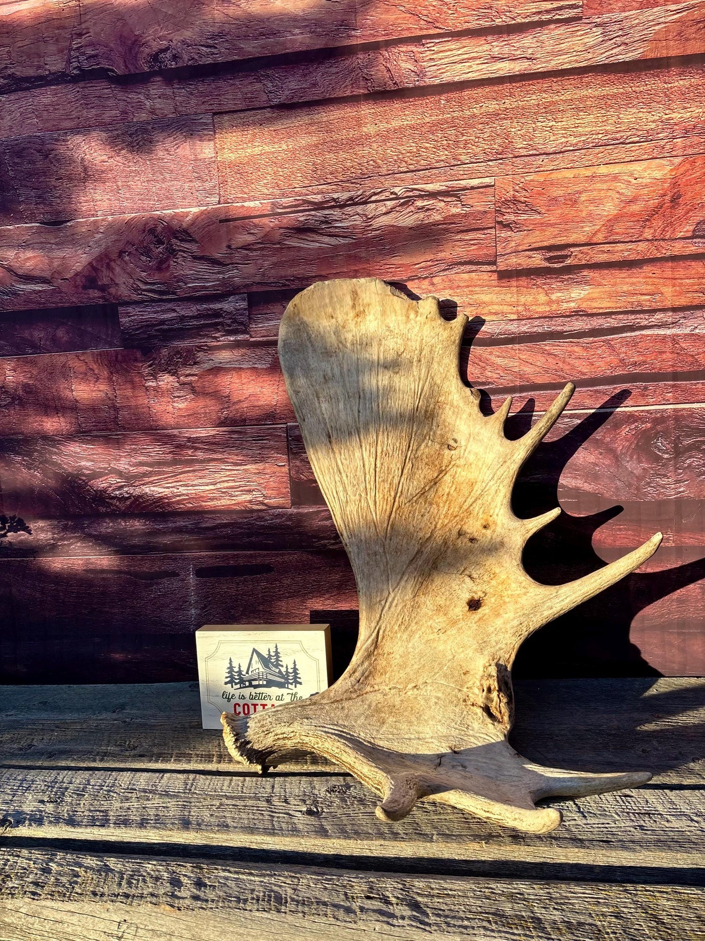 Huge Moose Antler. For Crafting, Decor and More.