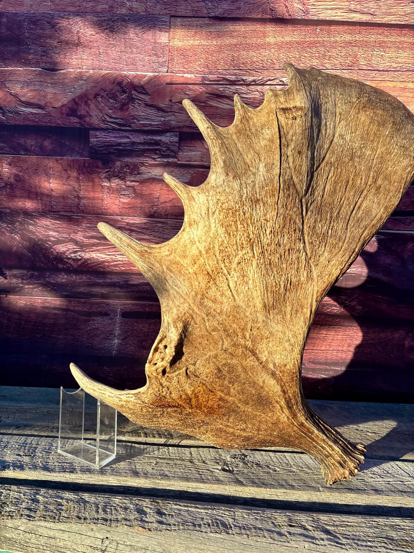 Huge Moose Antler. For Crafting, Decor and More.