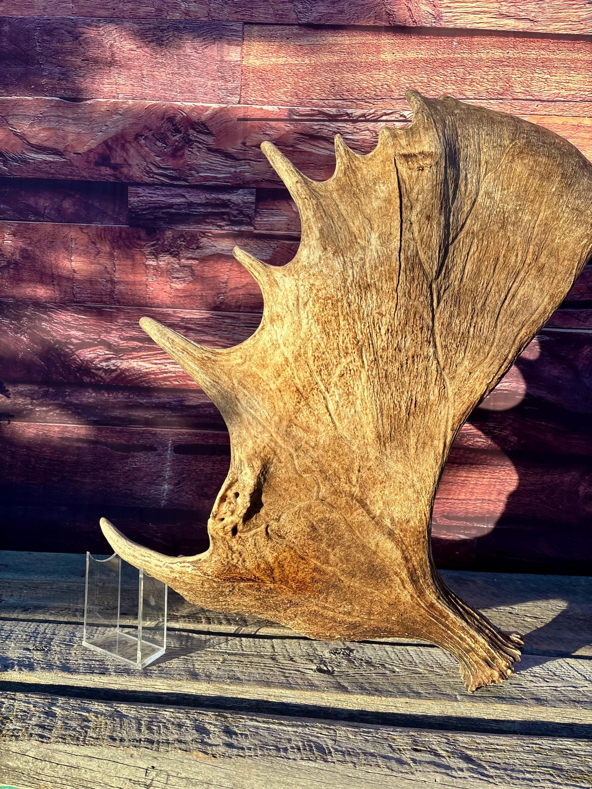 Huge Moose Antler. For Crafting, Decor and More.