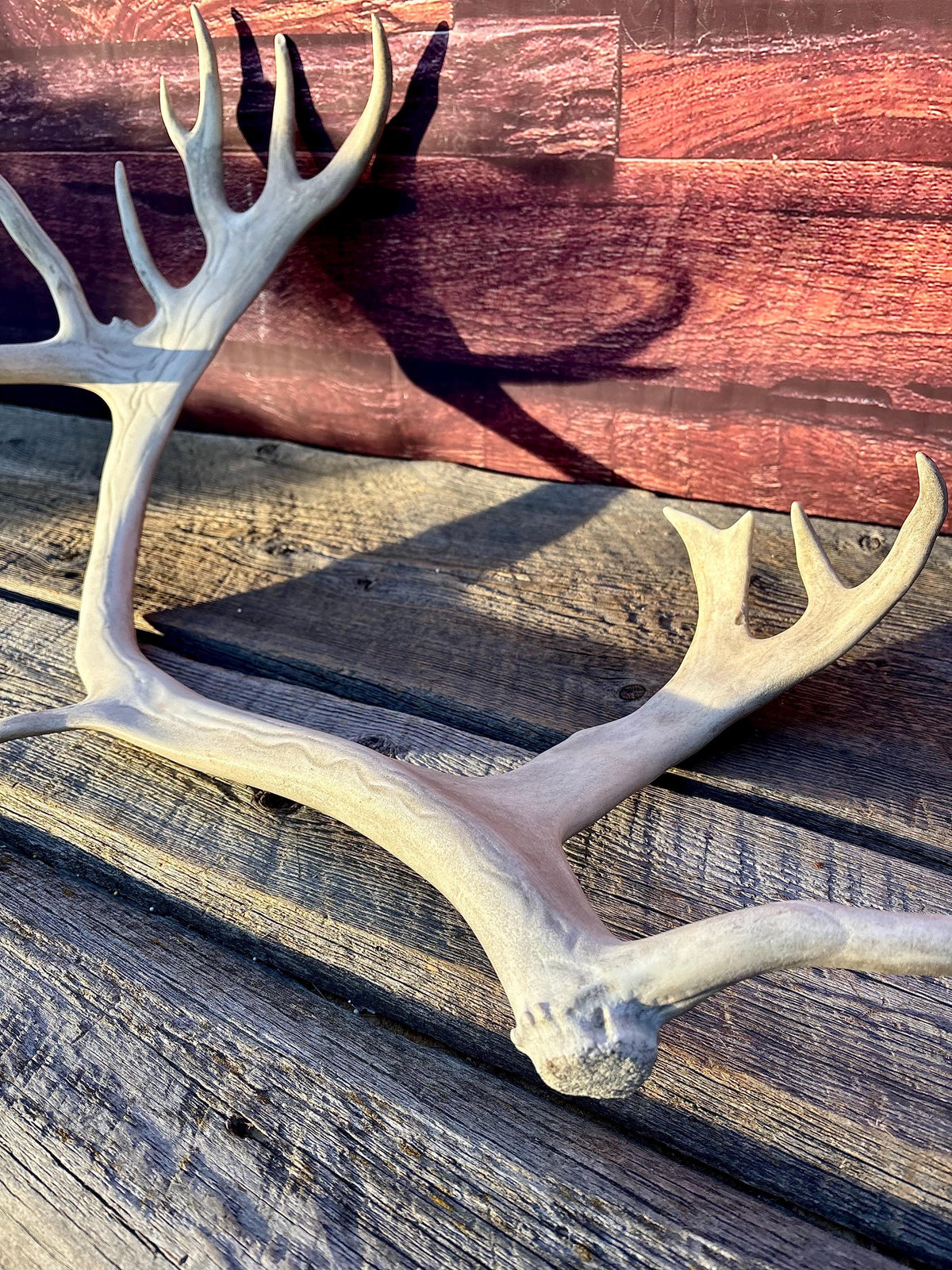 Reindeer Antler! Massive Bull Caribou Antler - Unique Home Decor or Crafting Item.