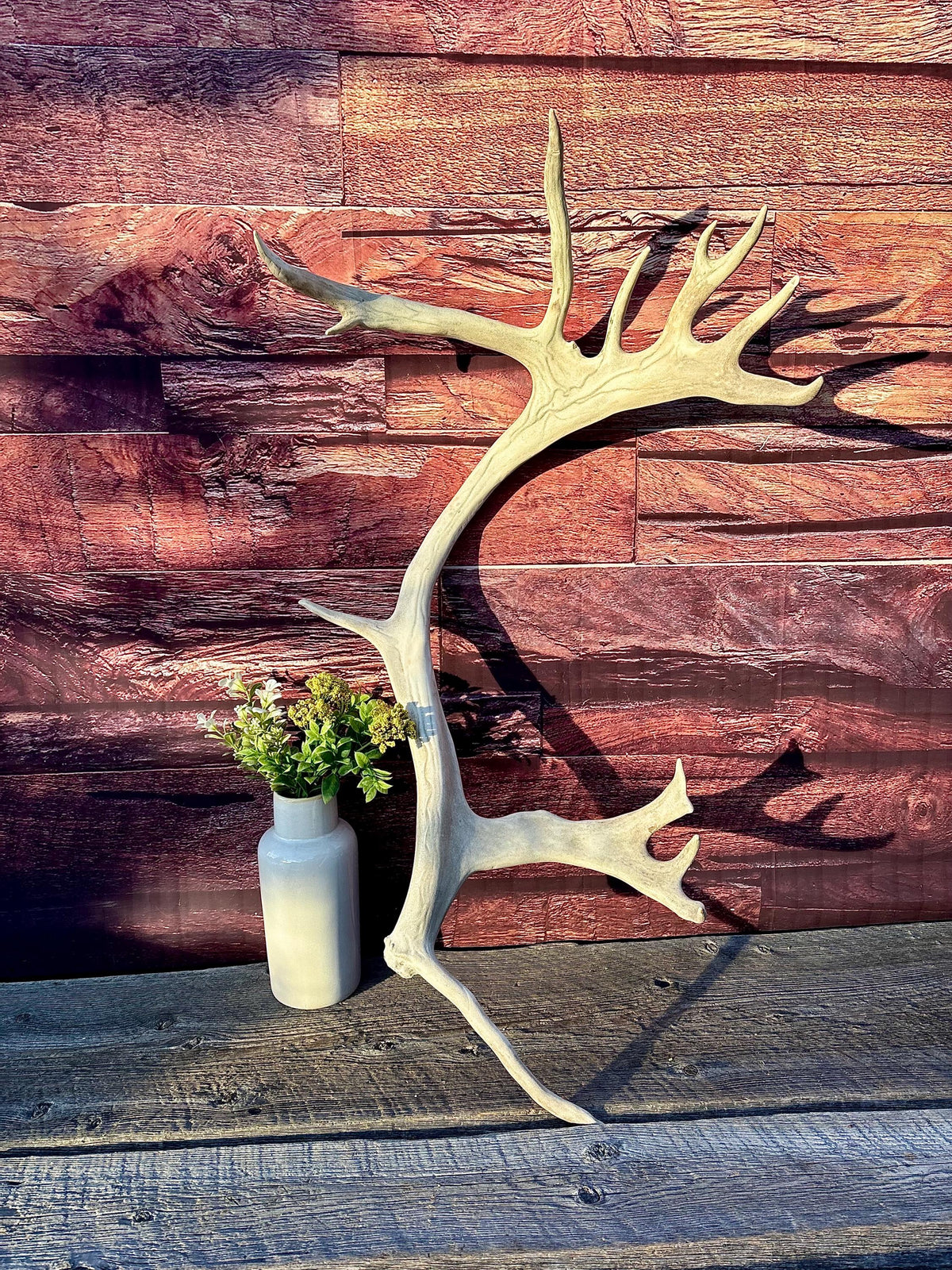 Reindeer Antler! Massive Bull Caribou Antler - Unique Home Decor or Crafting Item.