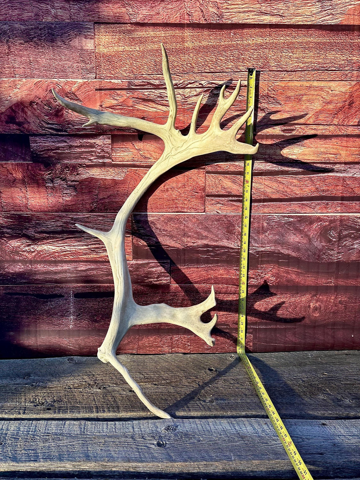 Reindeer Antler! Massive Bull Caribou Antler - Unique Home Decor or Crafting Item.