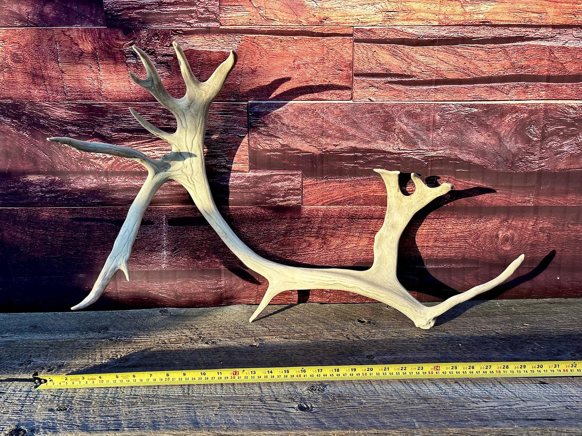 Reindeer Antler! Massive Bull Caribou Antler - Unique Home Decor or Crafting Item.