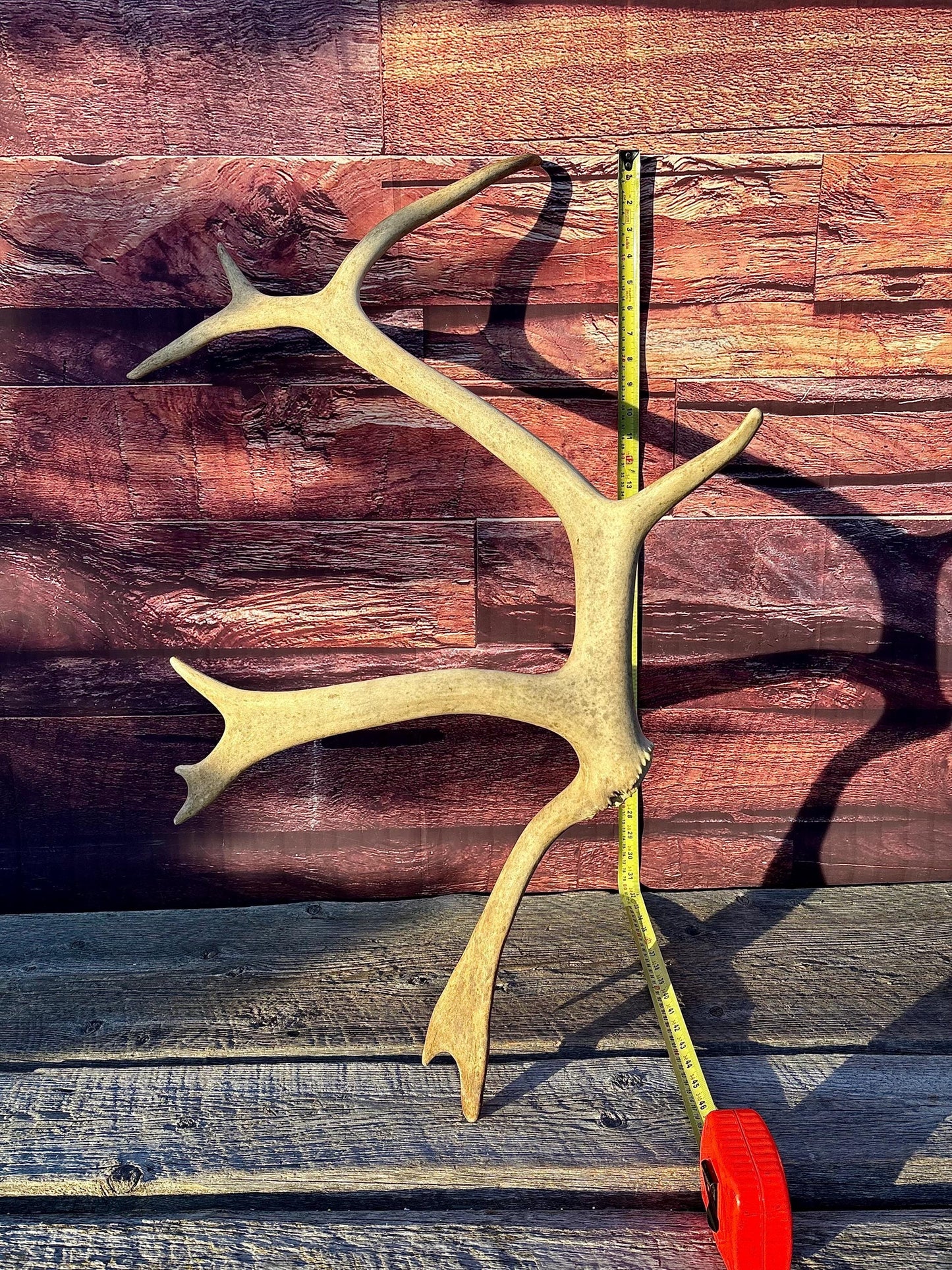 Shed Caribou Antler: Unique Woodland Home Decoration