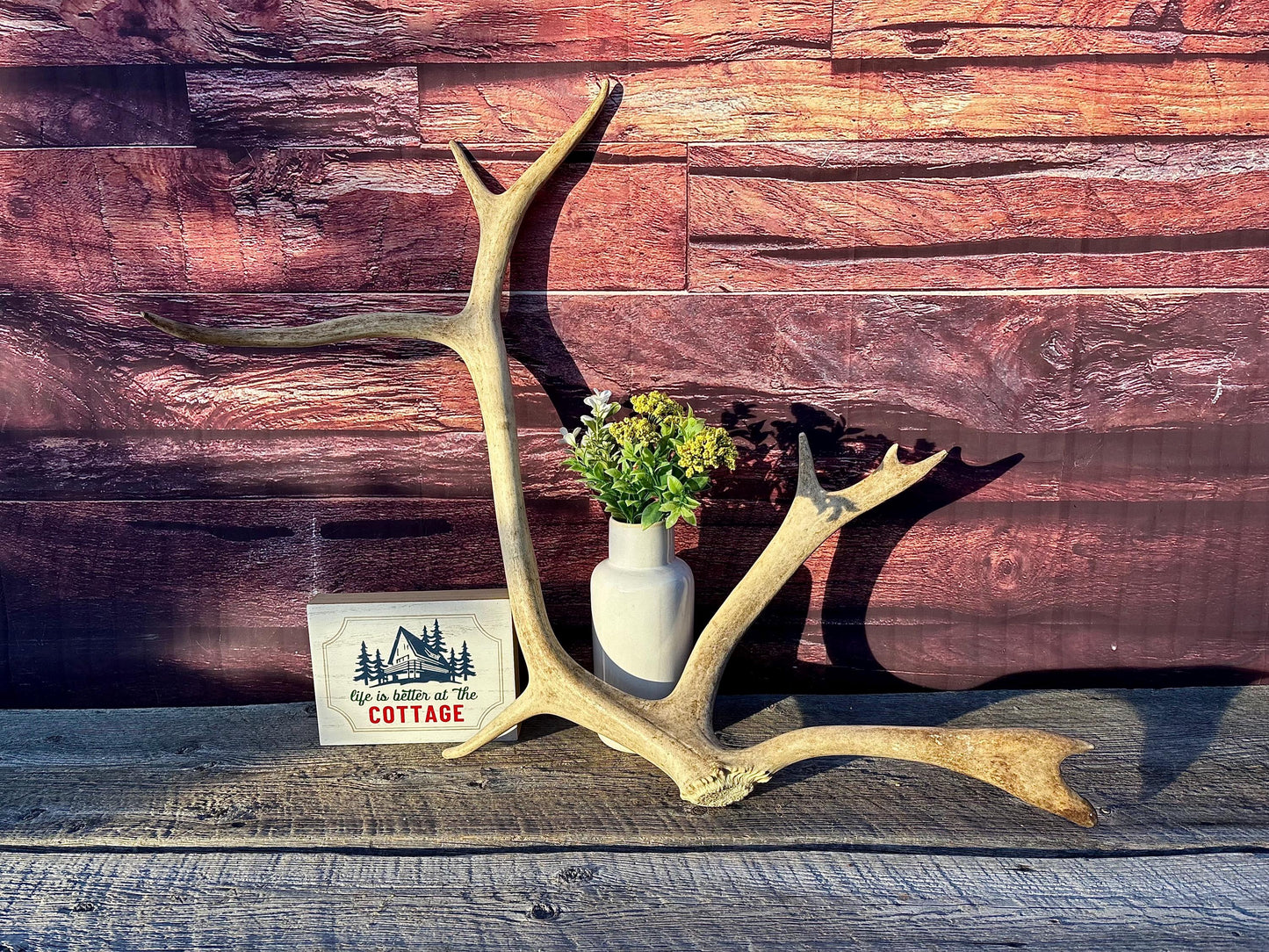 Shed Caribou Antler: Unique Woodland Home Decoration