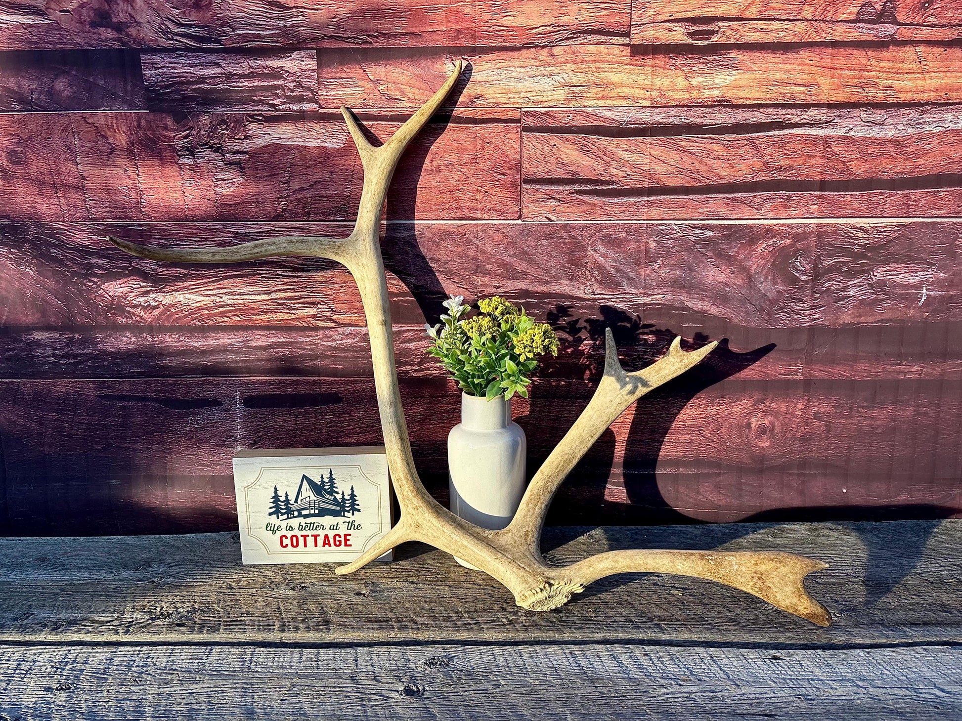 Shed Caribou Antler: Unique Woodland Home Decoration