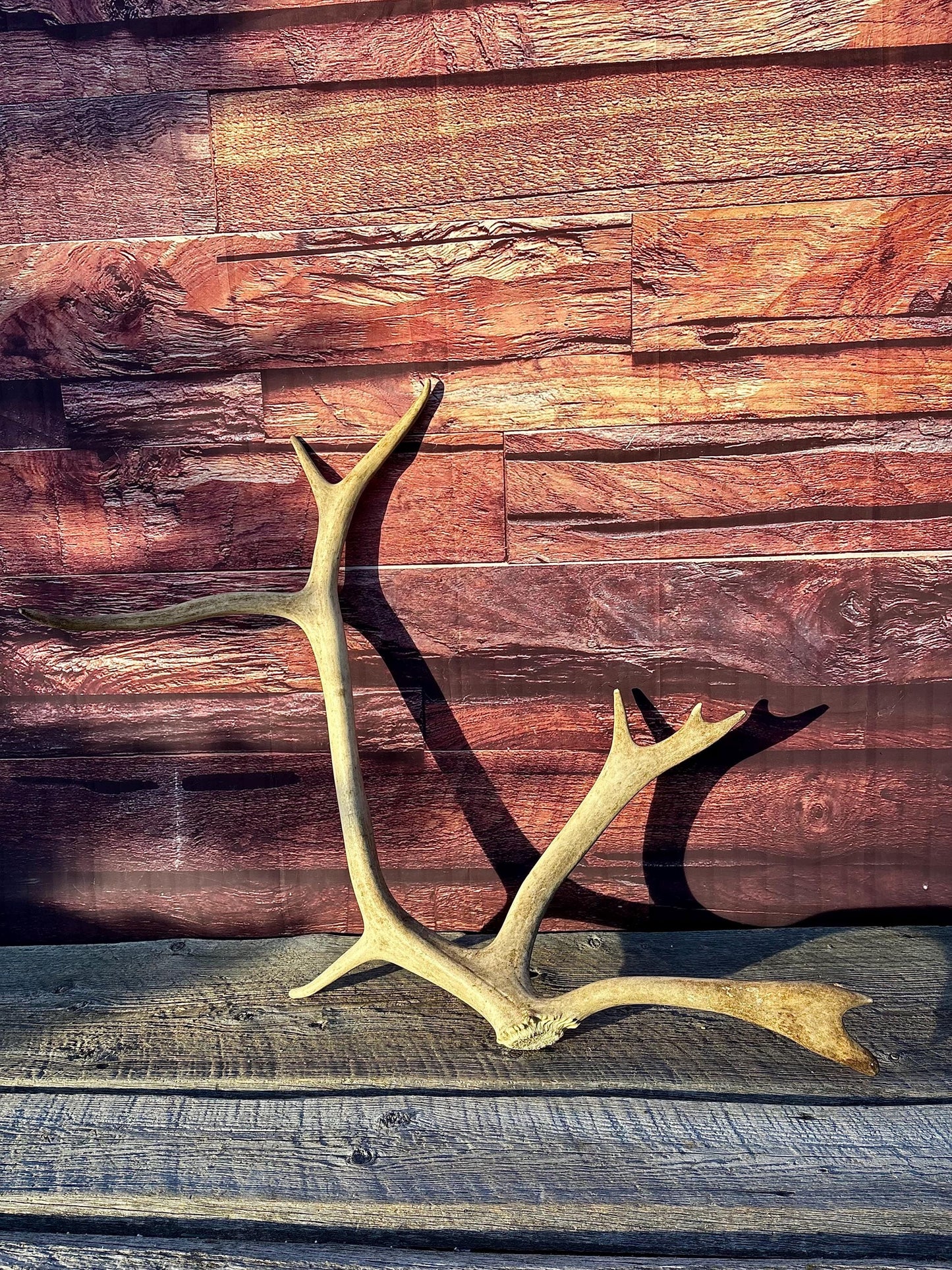 Shed Caribou Antler: Unique Woodland Home Decoration