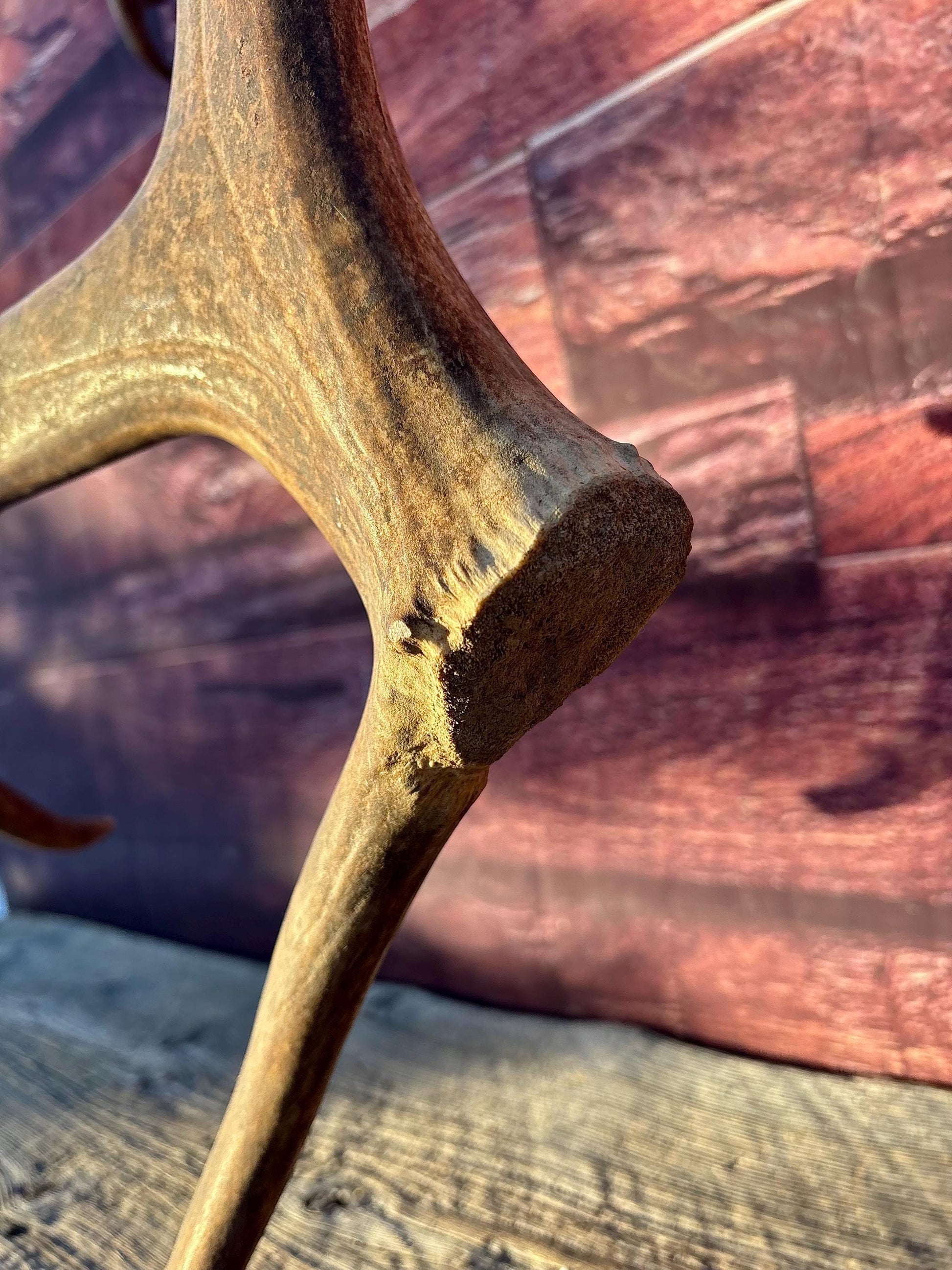Shed Reindeer Antler. Interior Decor & Design Piece. Naturally Shed Caribou Antler