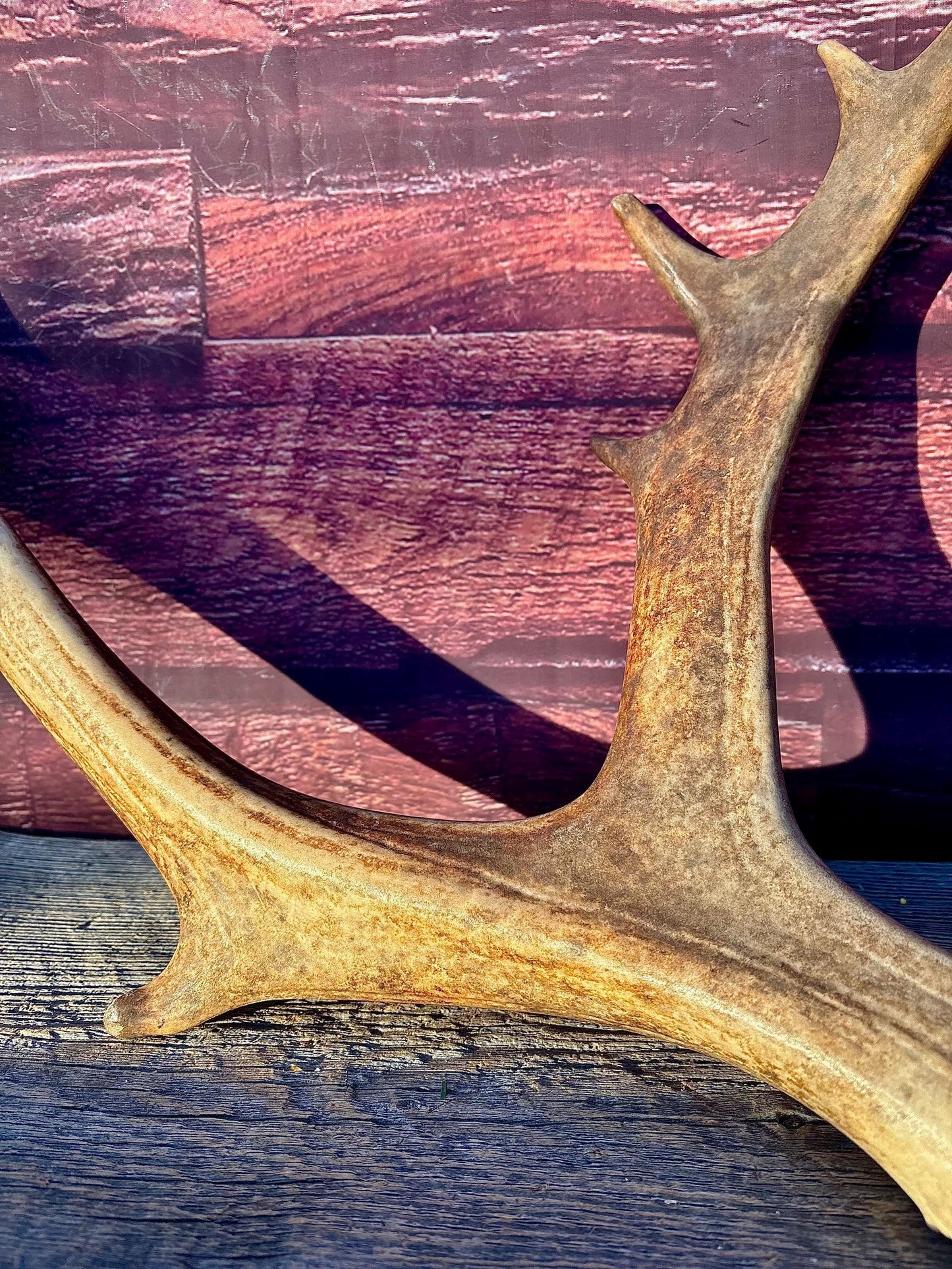 Shed Reindeer Antler. Interior Decor & Design Piece. Naturally Shed Caribou Antler