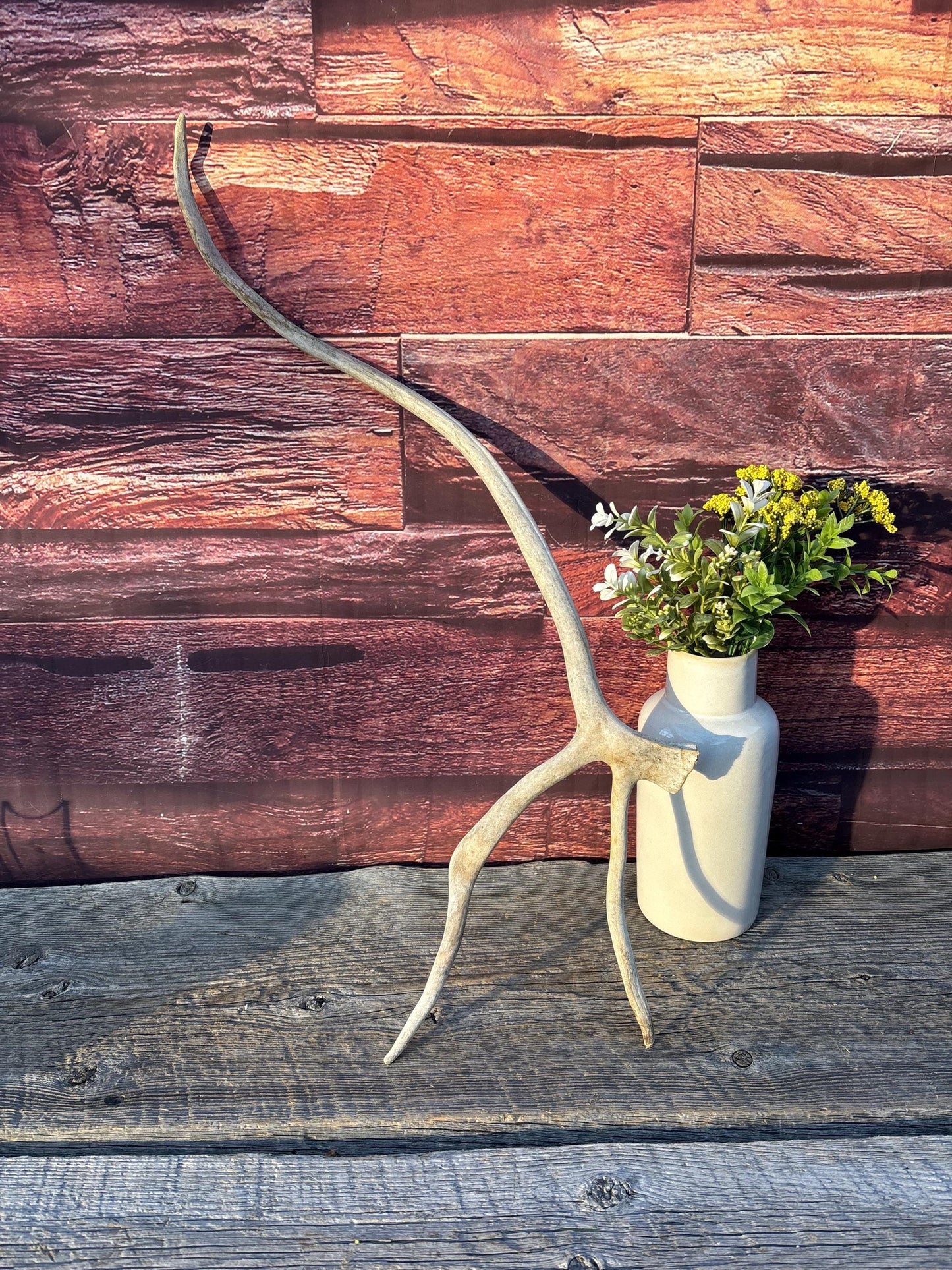 Shed Caribou Antler: Unique Woodland Home Decoration