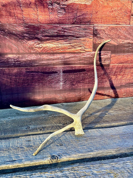 Shed Caribou Antler: Unique Woodland Home Decoration