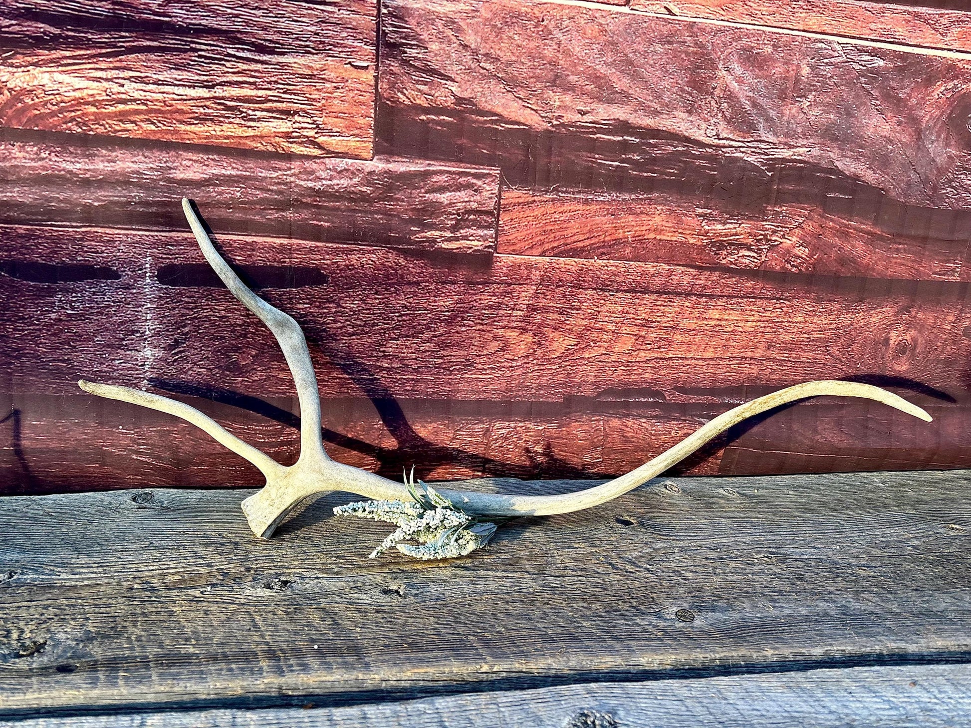 Shed Caribou Antler: Unique Woodland Home Decoration
