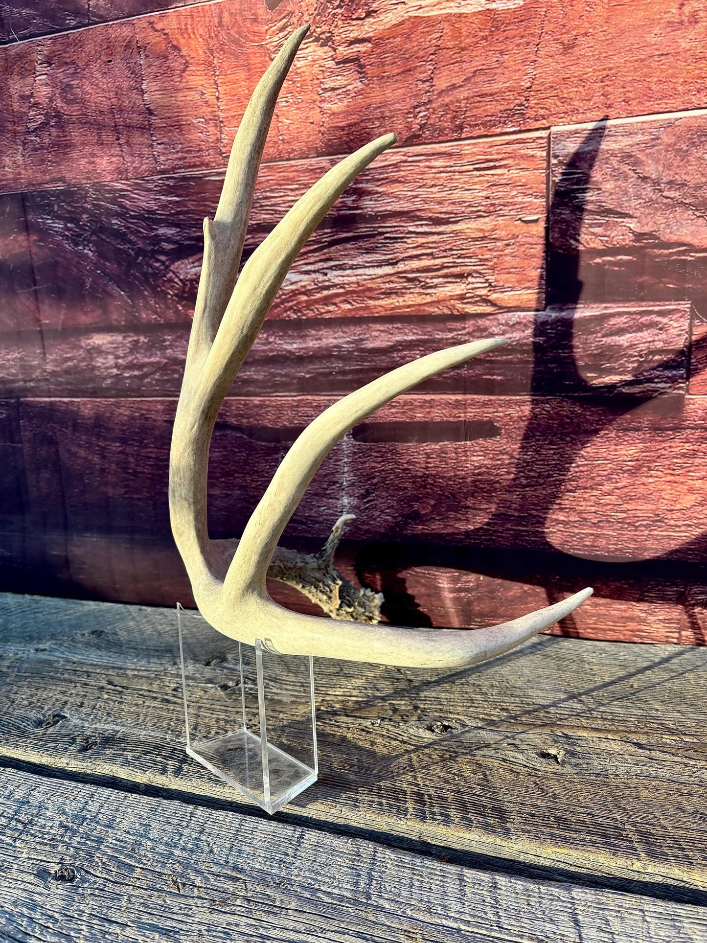 Mule Deer Antlers. Matching Antler Set. Rustic & Farmhouse Decor, Interior Design, and more!