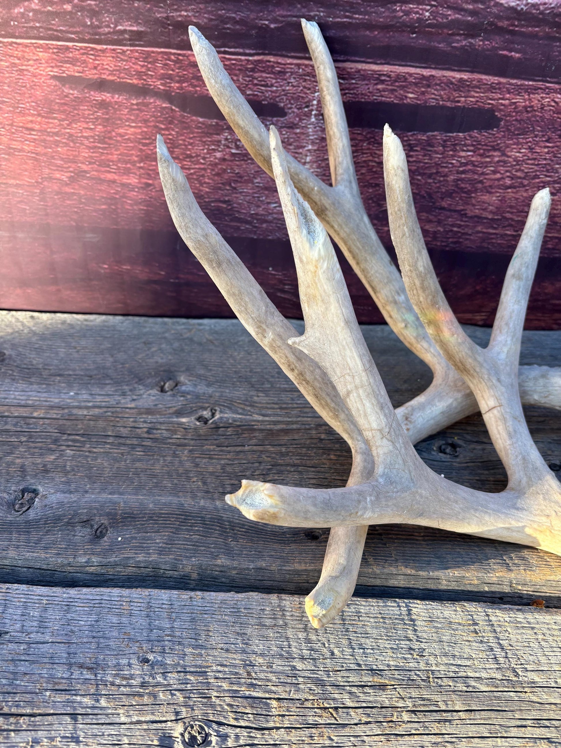 Matching Mule Deer Antler Set. For Decor. Wild, Naturally Shed, Canadian Deer Antlers.