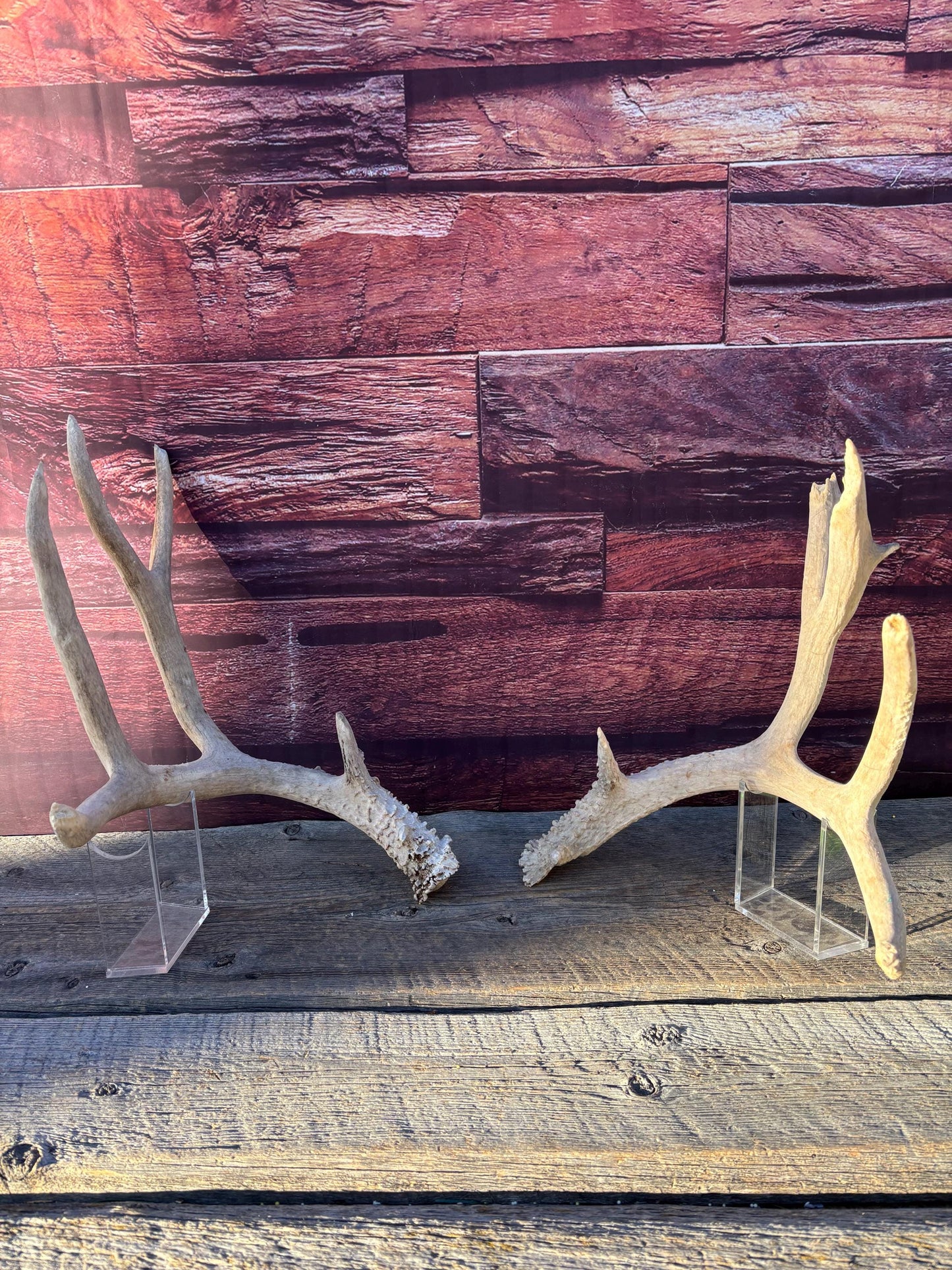 Matching Mule Deer Antler Set. For Decor. Wild, Naturally Shed, Canadian Deer Antlers.