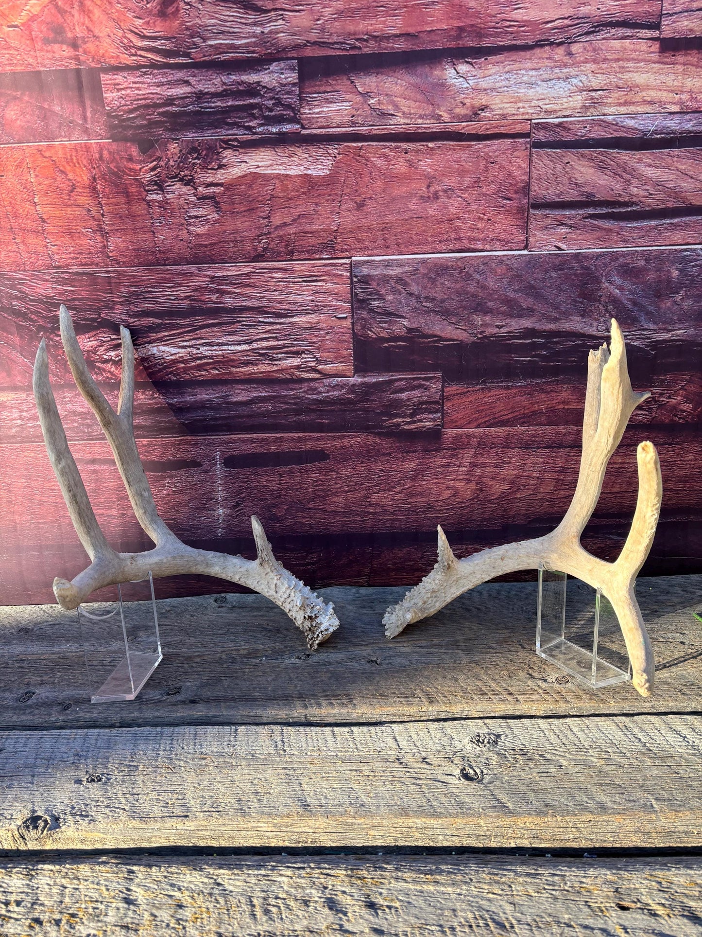 Matching Mule Deer Antler Set. For Decor. Wild, Naturally Shed, Canadian Deer Antlers.