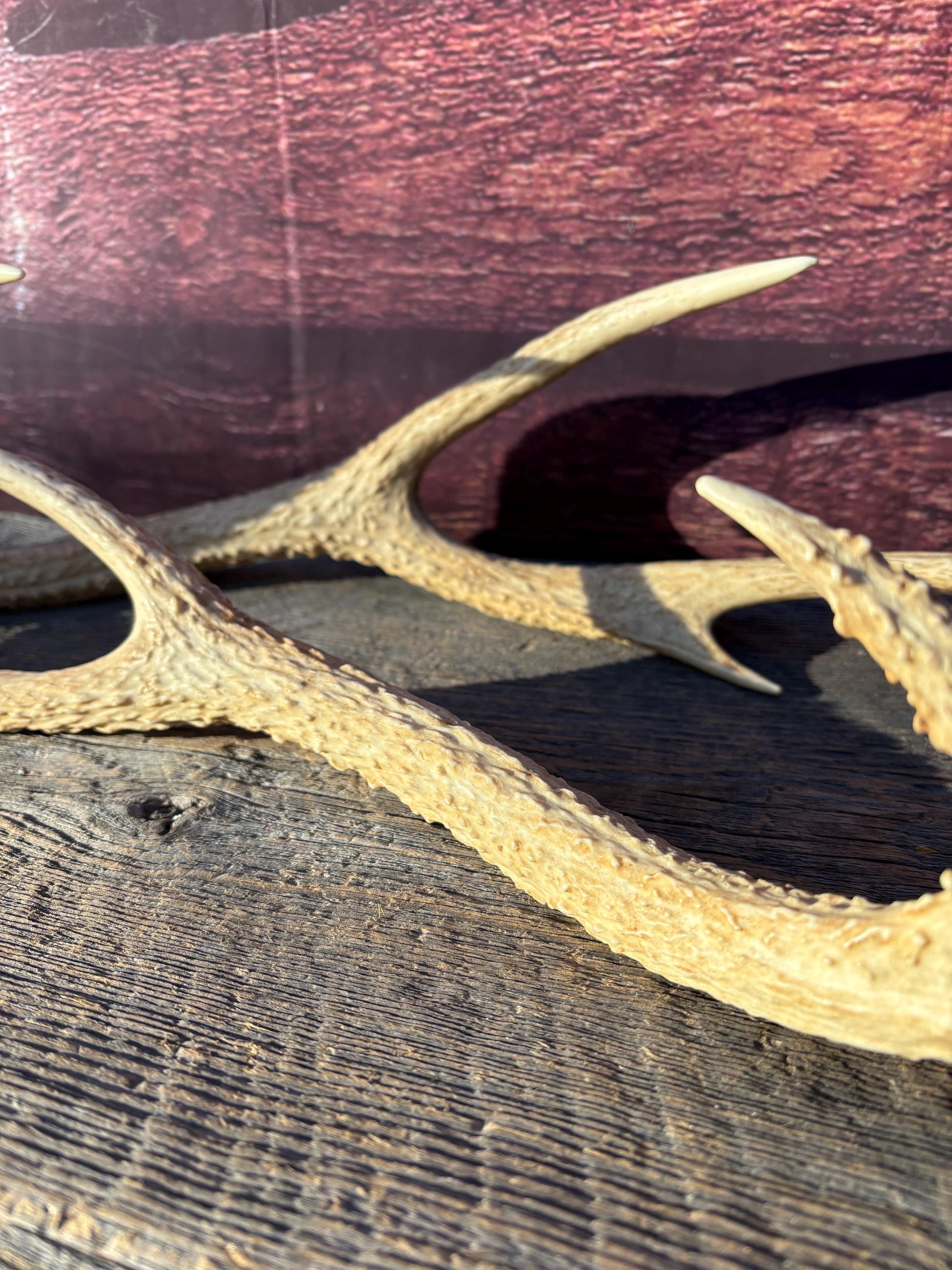 Axis Deer Matched Set. Premium High Density Naturally-Shed Antlers for Crafting Decor and More