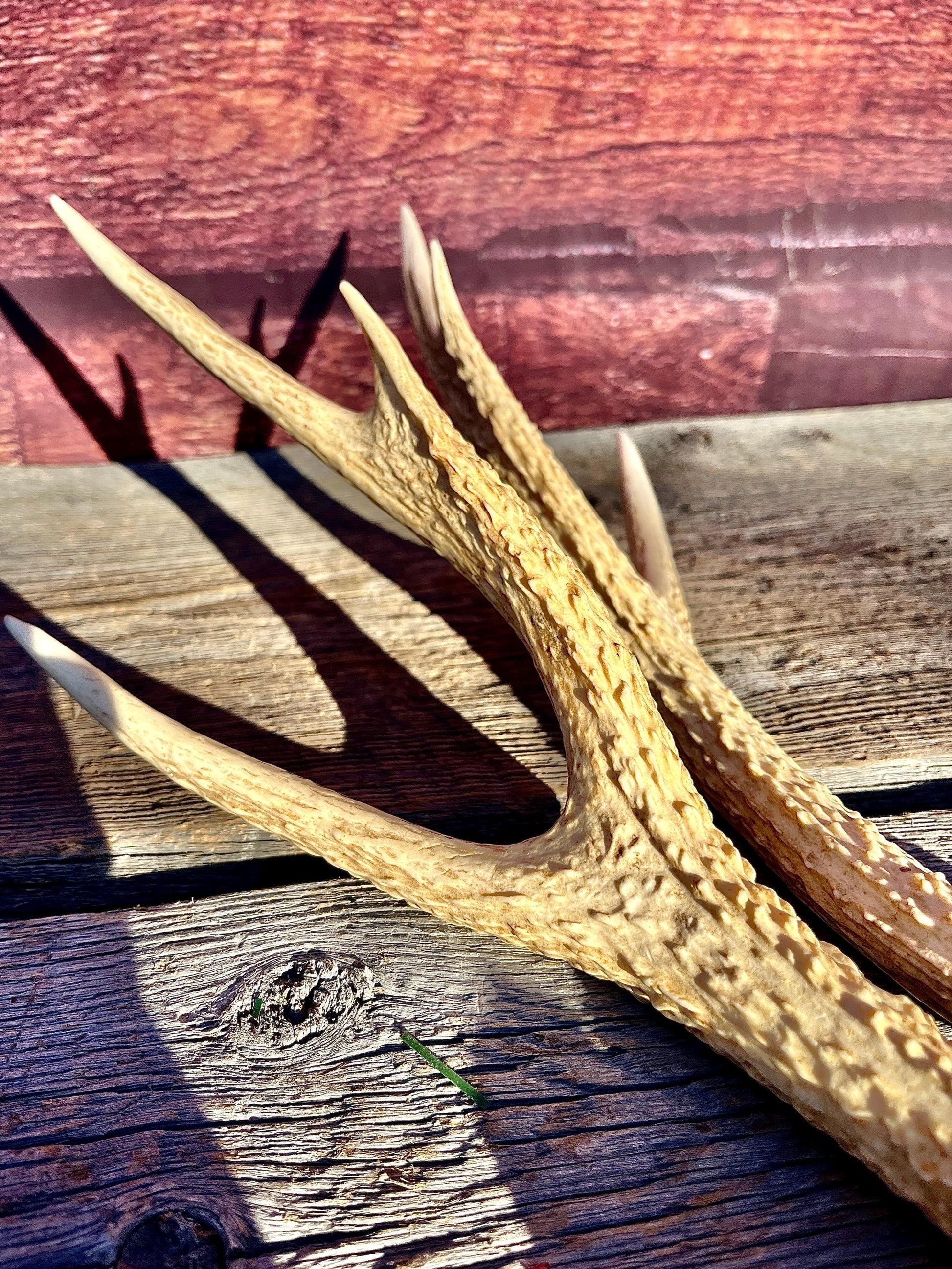 Axis Deer Matched Set. Premium High Density Naturally-Shed Antlers for Crafting Decor and More