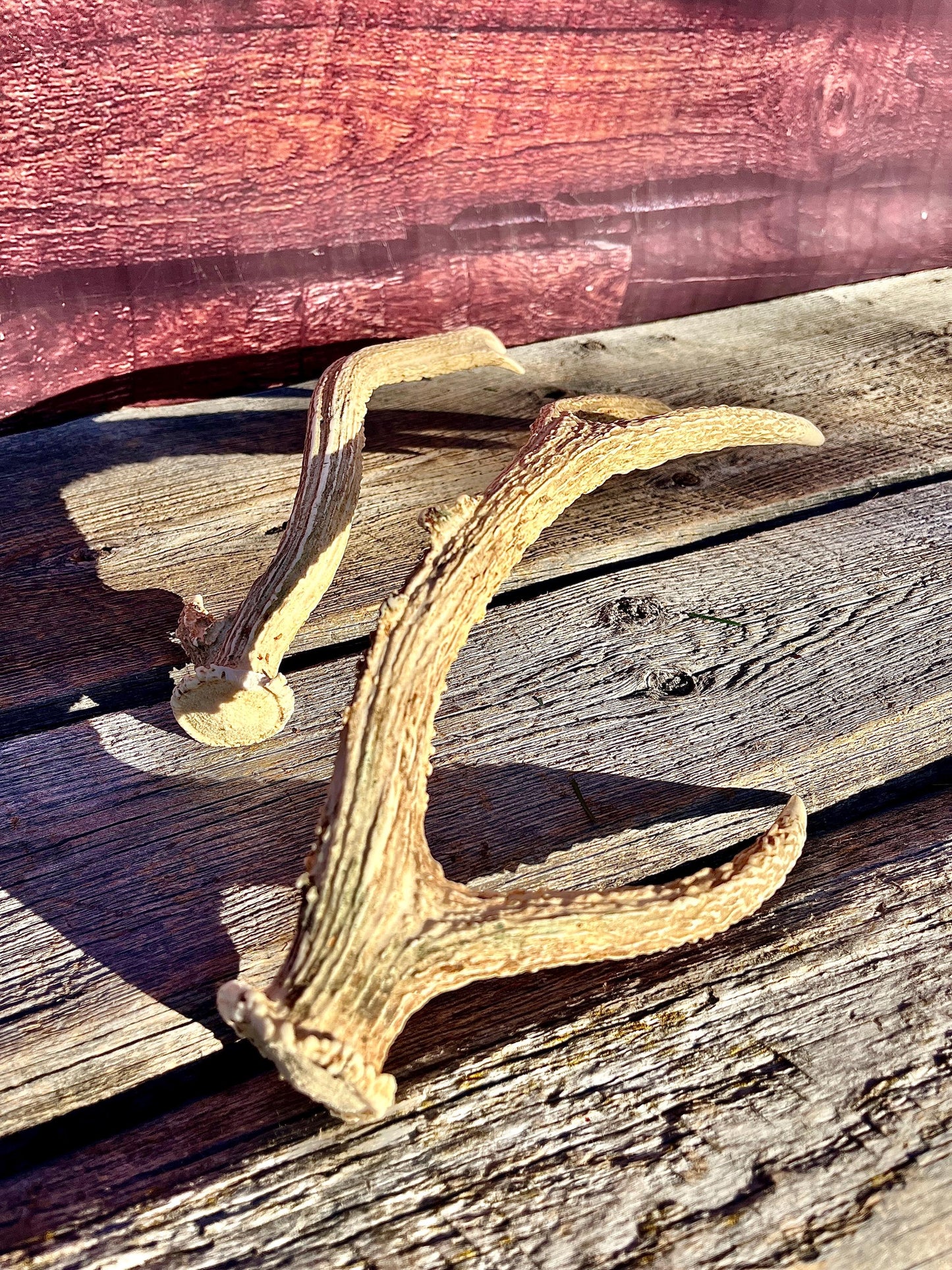 Axis Deer Matched Set. Premium High Density Naturally-Shed Antlers for Crafting Decor and More