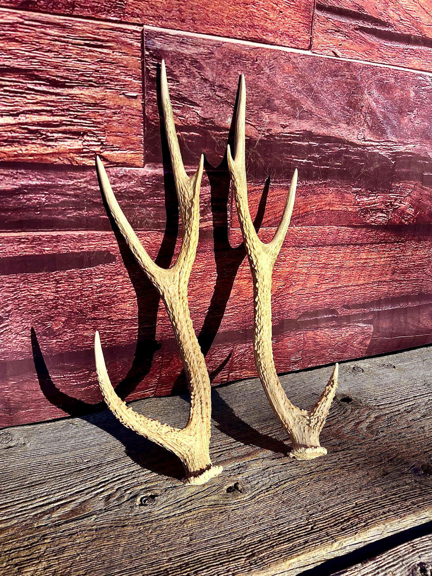 Axis Deer Matched Set. Premium High Density Naturally-Shed Antlers for Crafting Decor and More