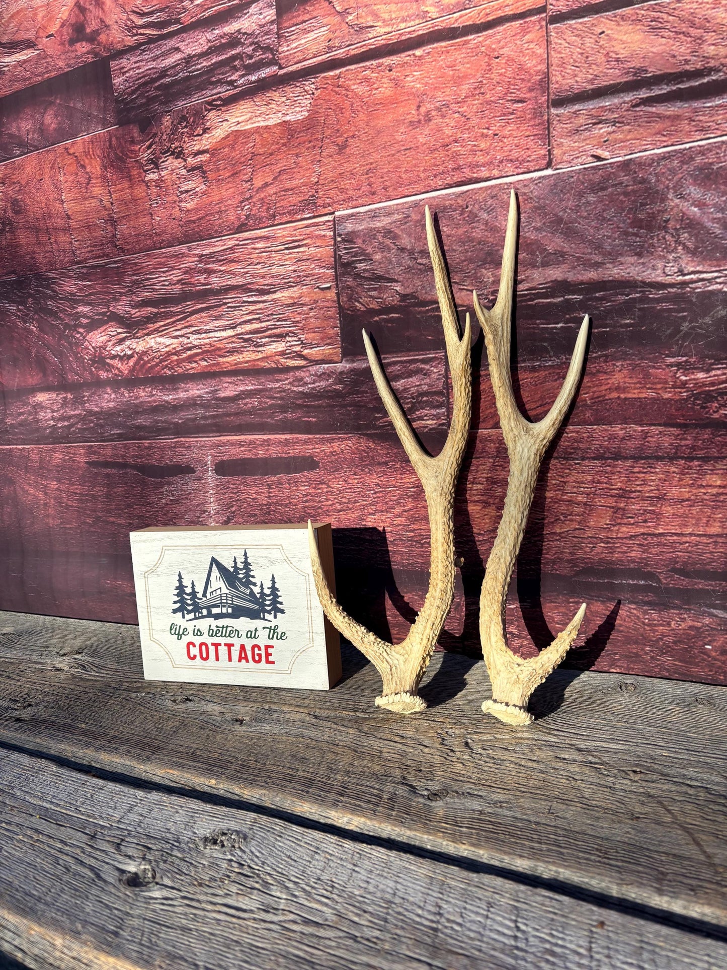 Axis Deer Matched Set. Premium High Density Naturally-Shed Antlers for Crafting Decor and More
