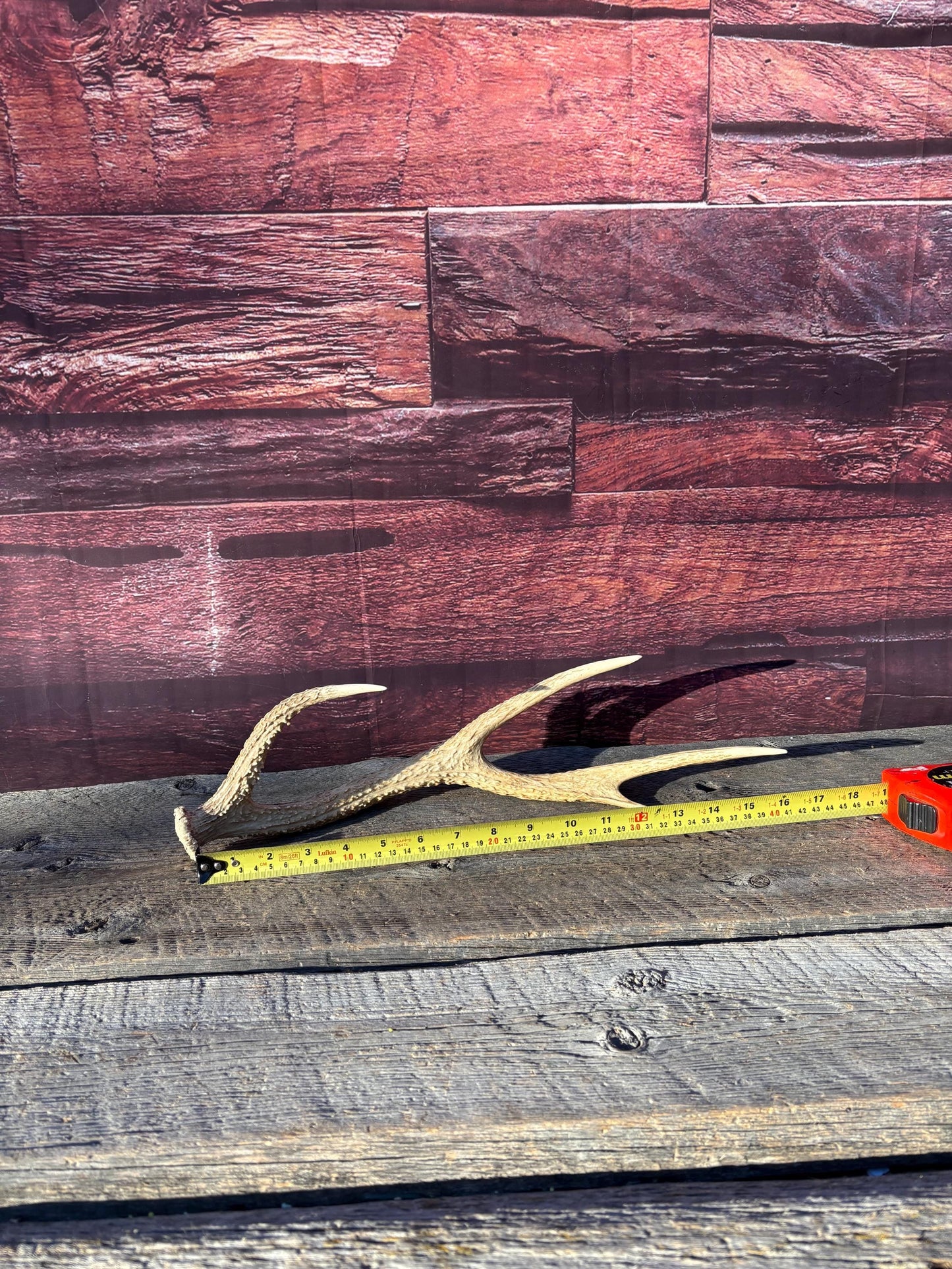 Axis Deer Matched Set. Premium High Density Naturally-Shed Antlers for Crafting Decor and More