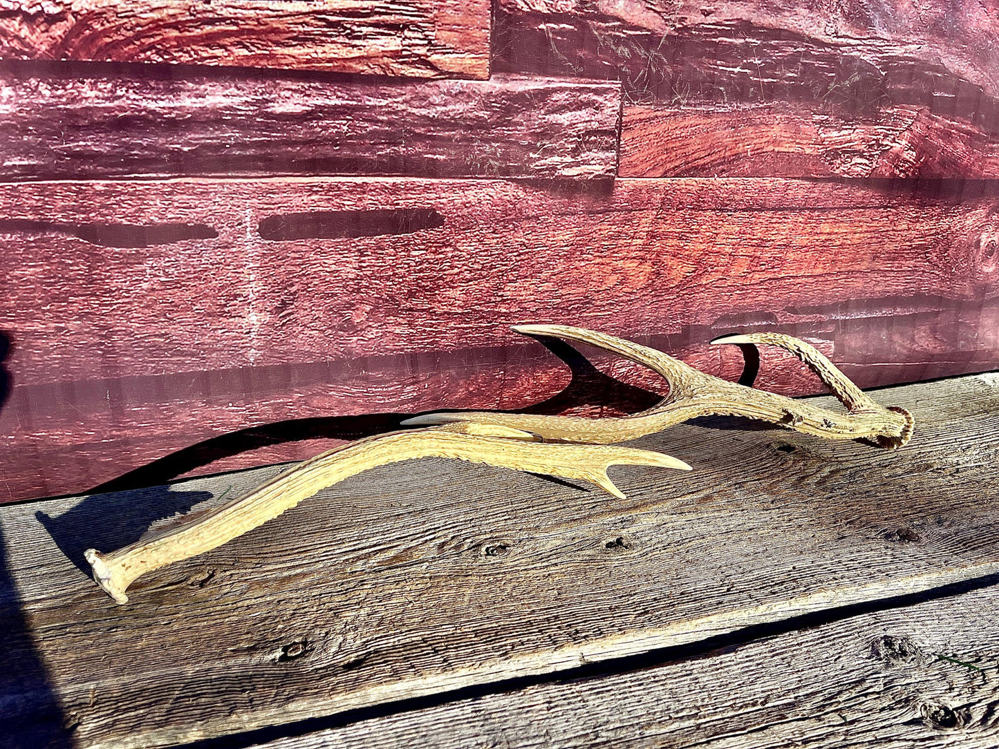 Axis Deer Matched Set. Premium High Density Naturally-Shed Antlers for Crafting Decor and More